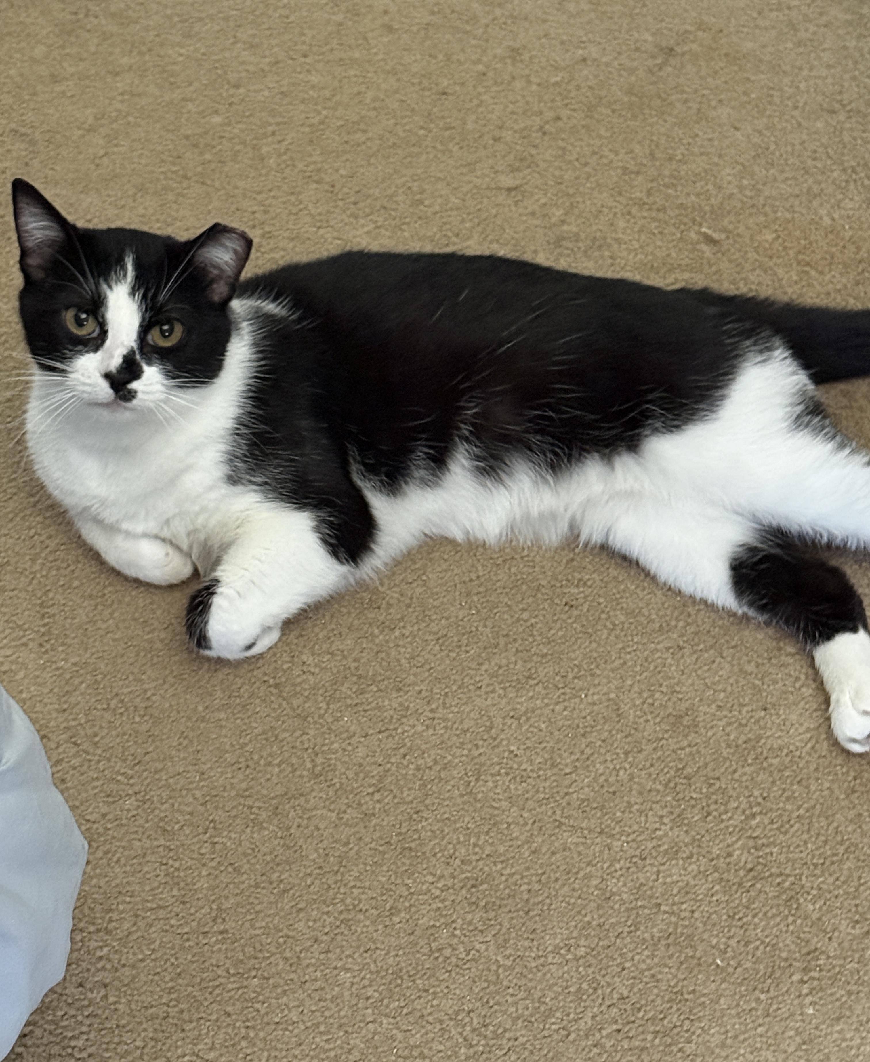 Wavy, a Adoptable Domestic Short Hair in Alexandria, VA image 6/6