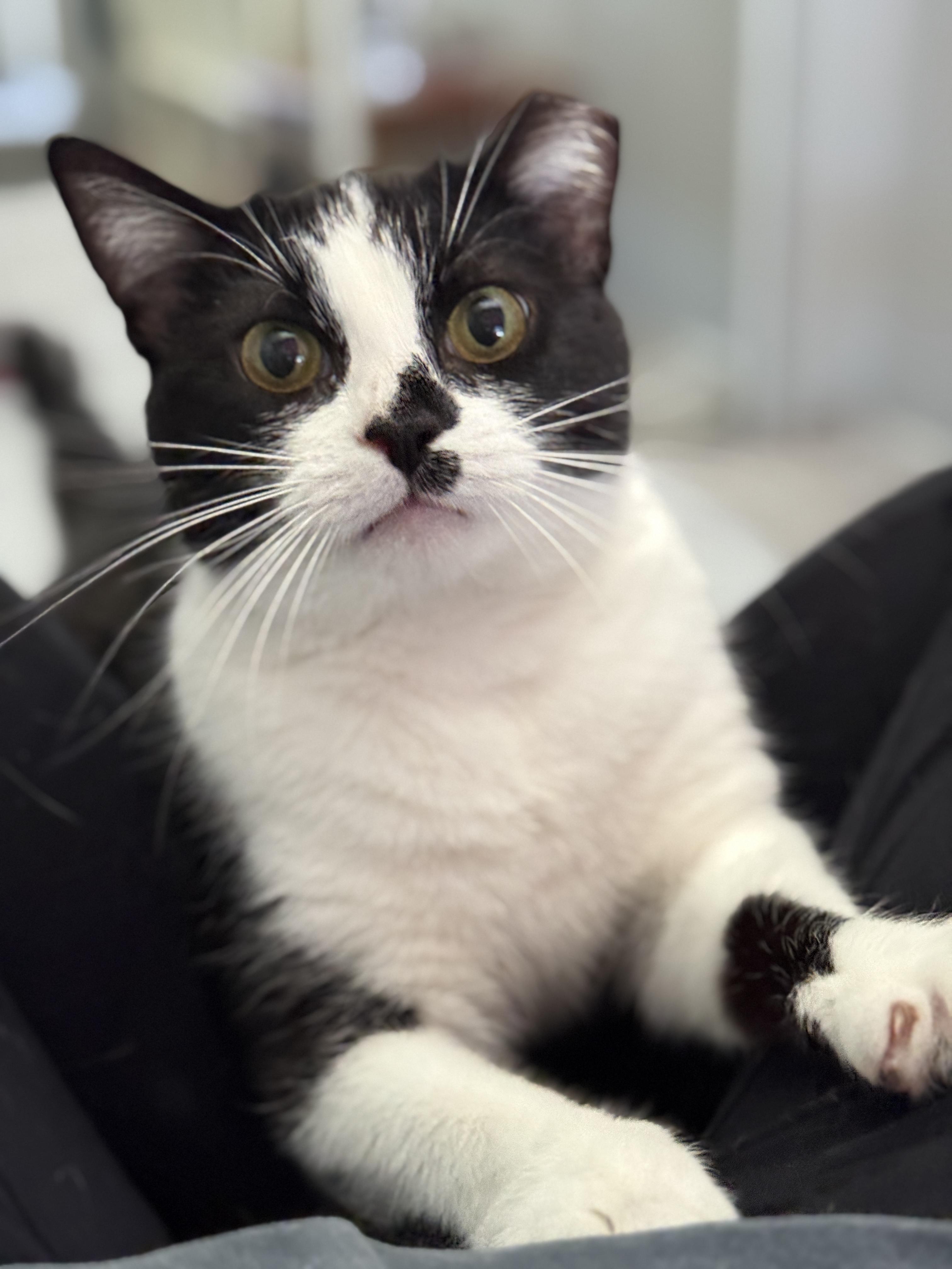 Wavy, Adoptable, Adult Female Domestic Short Hair.