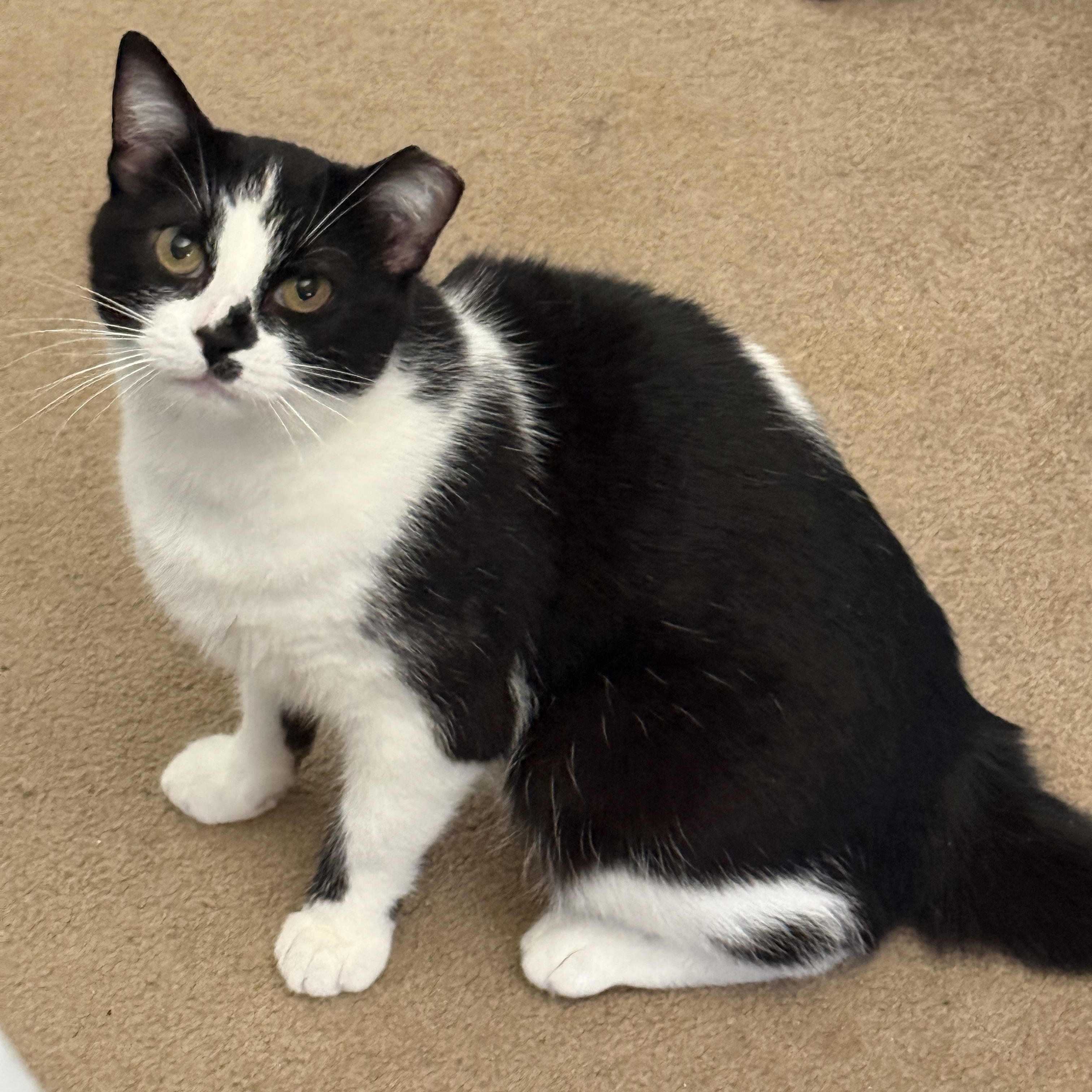 Wavy, a Adoptable Domestic Short Hair in Alexandria, VA image 4/6