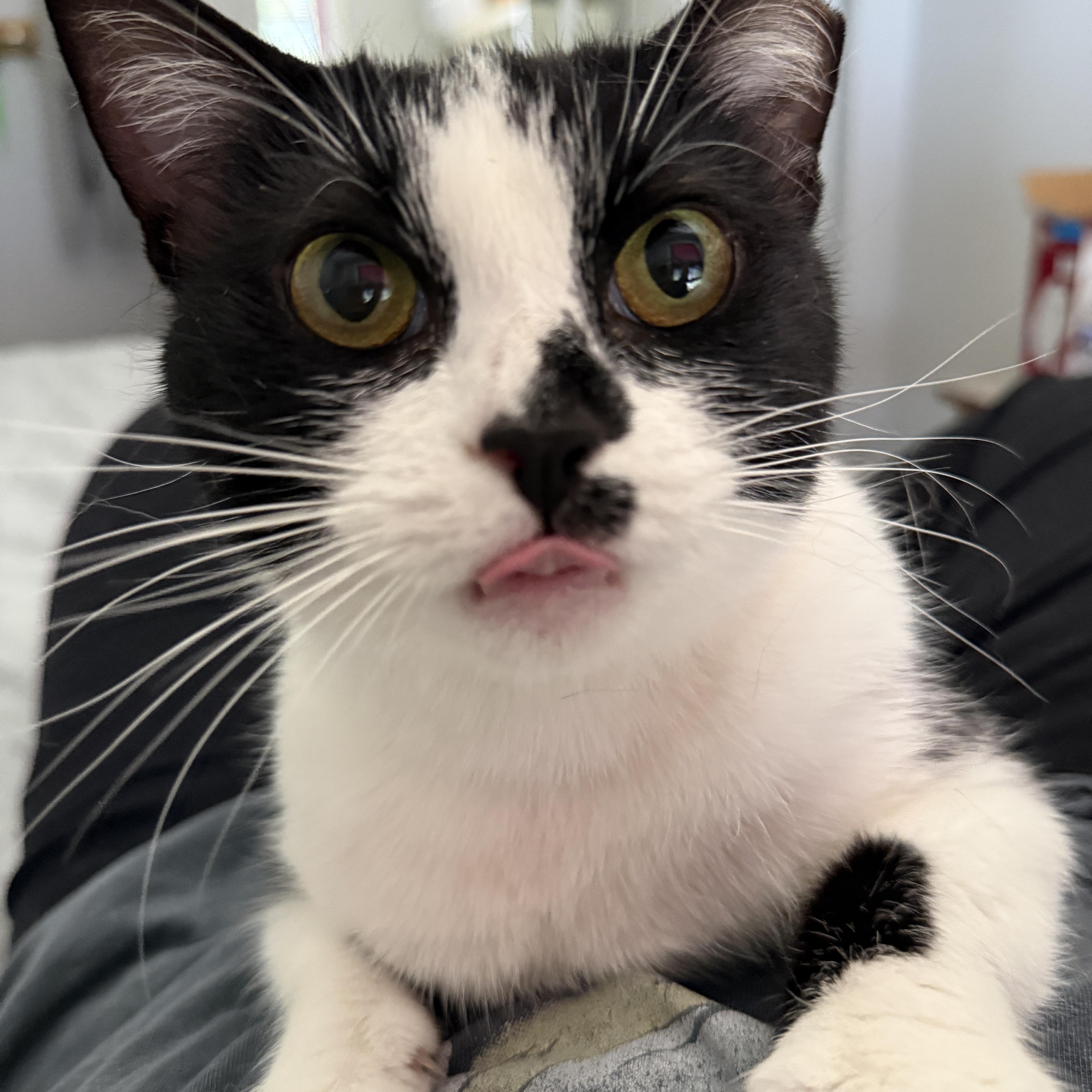 Wavy, a Adoptable Domestic Short Hair in Alexandria, VA image 5/6