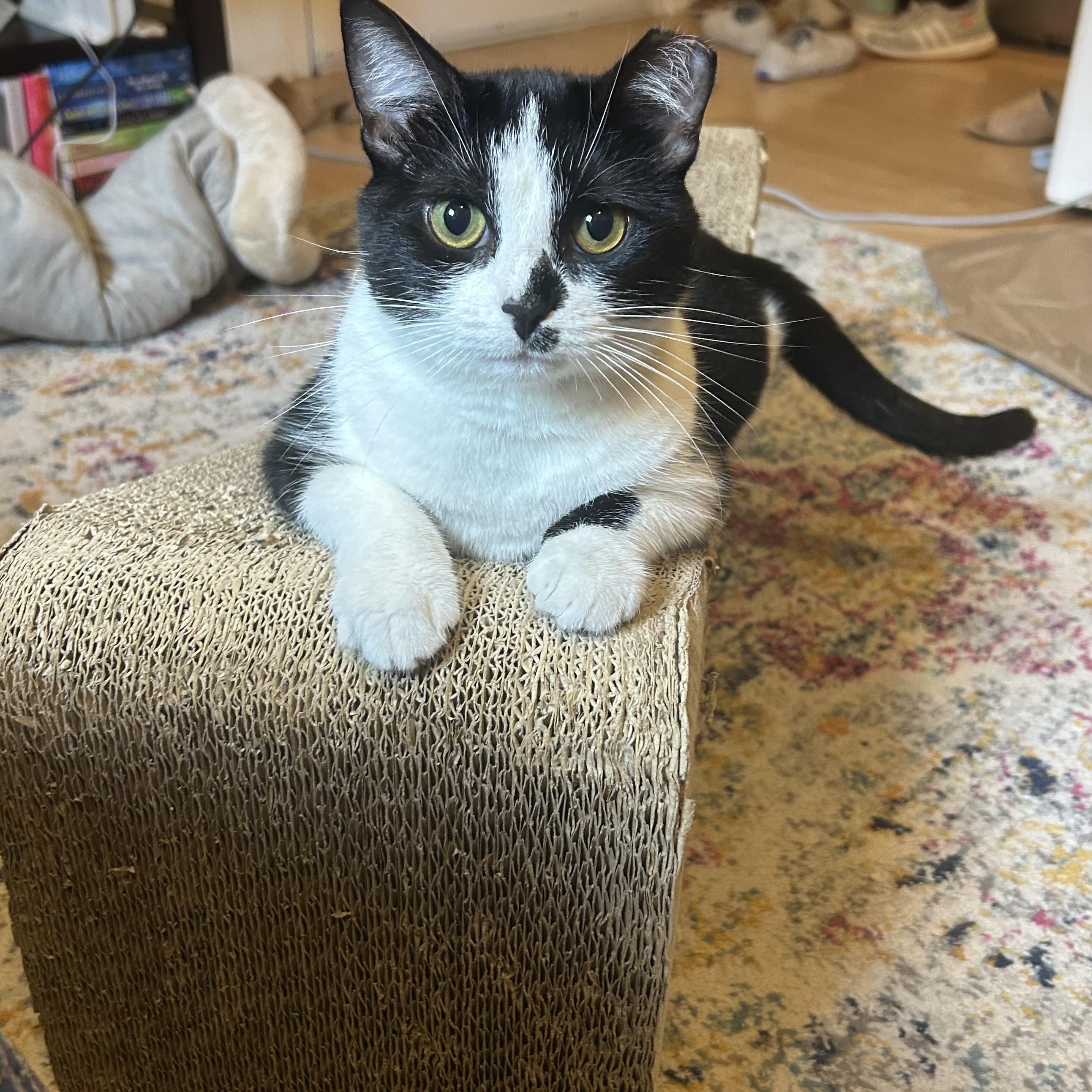 Enlarge Wavy, a Adoptable Domestic Short Hair in Alexandria, VA image 4/6