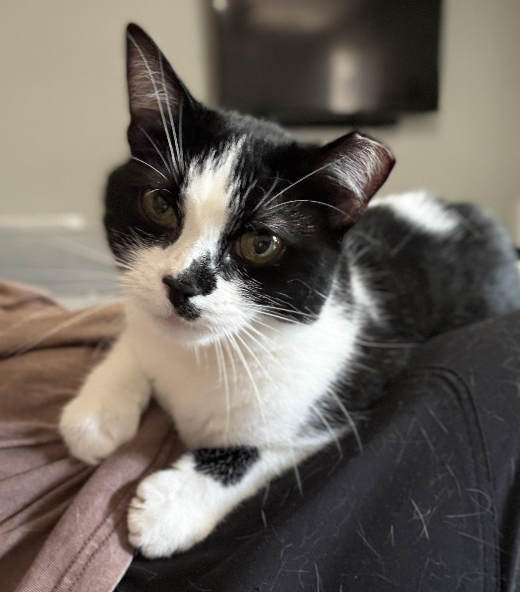Wavy, a Adoptable Domestic Short Hair in Alexandria, VA image 3/6