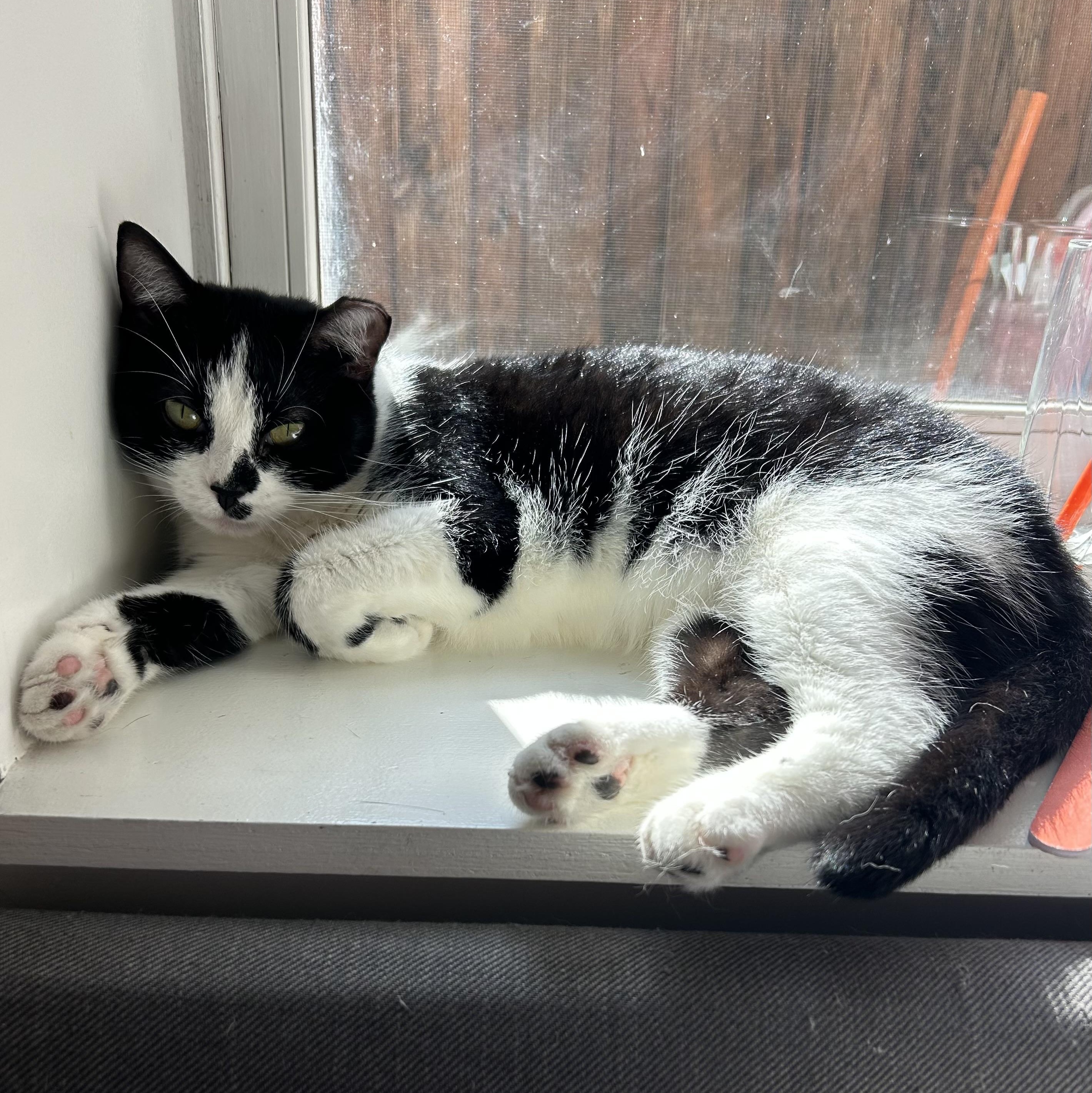 Enlarge Wavy, a Adoptable Domestic Short Hair in Alexandria, VA image 3/6