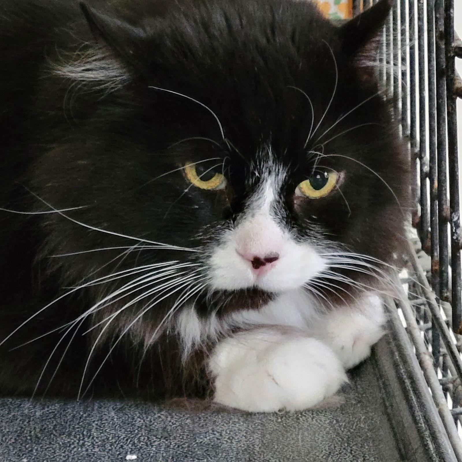 Sylvester, Adoptable, Adult Male Domestic Long Hair.