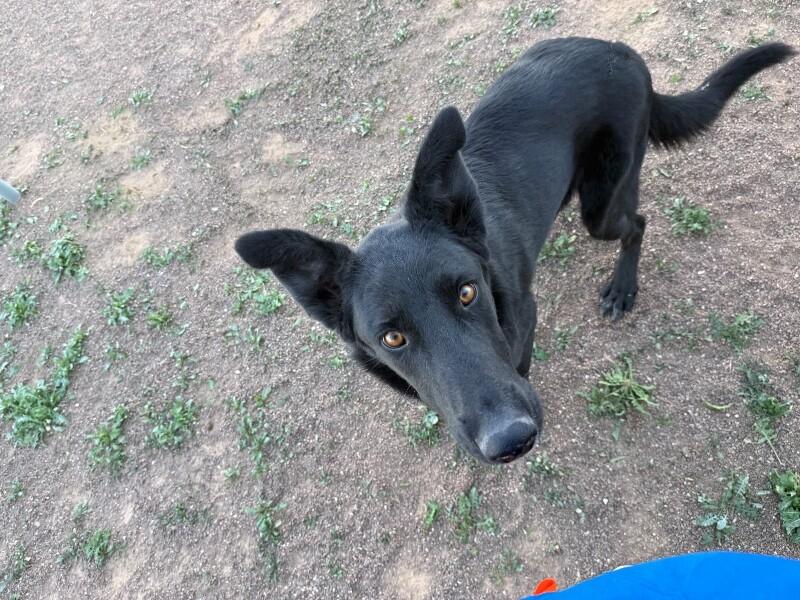 Jinx, a Adoptable Shepherd in Hobbs, NM image 1/6