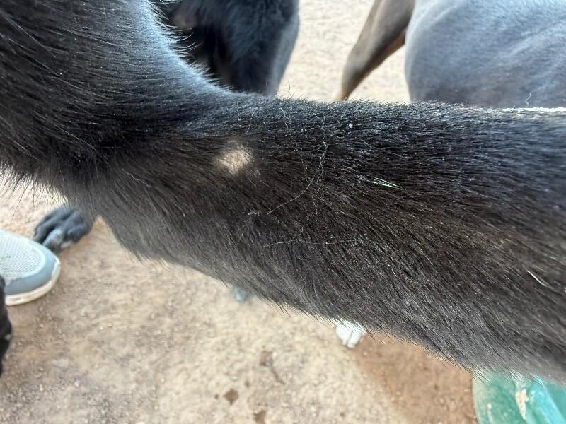 Jinx, a Adoptable Shepherd in Hobbs, NM image 3/6