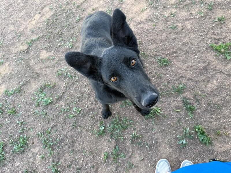Jinx, a Adoptable Shepherd in Hobbs, NM image 4/6