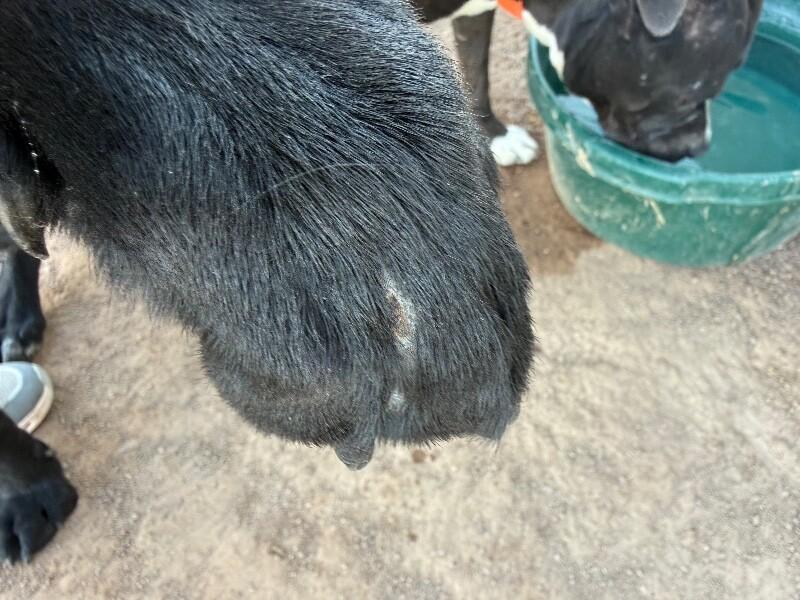 Jinx, a Adoptable Shepherd in Hobbs, NM image 5/6