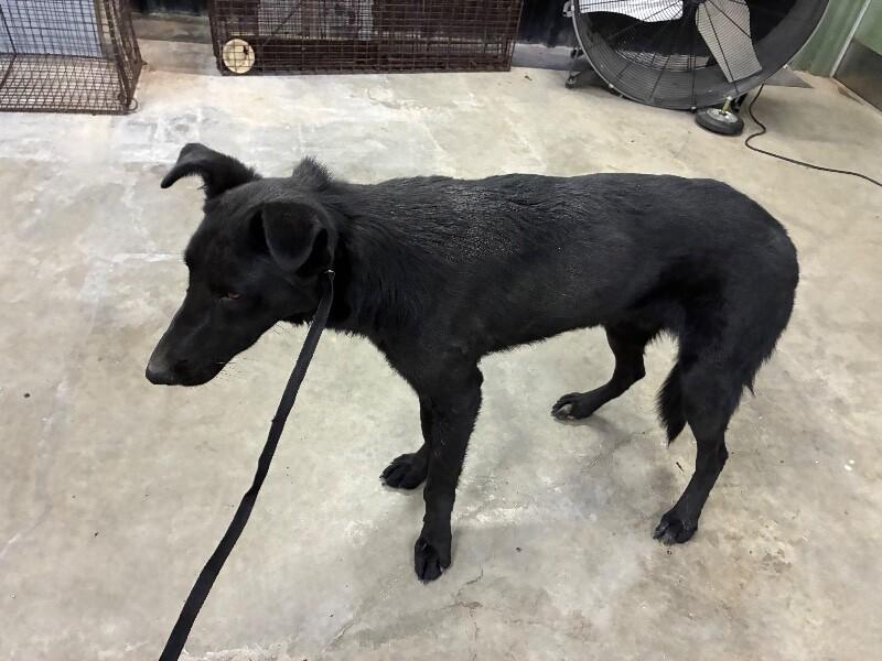 Jinx, a Adoptable Shepherd in Hobbs, NM image 6/6