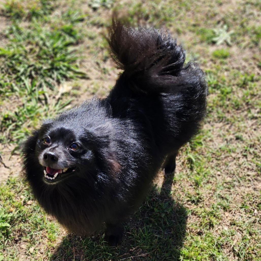 Enlarge Knight, a Adoptable Pomeranian in Denison, TX image 1/6