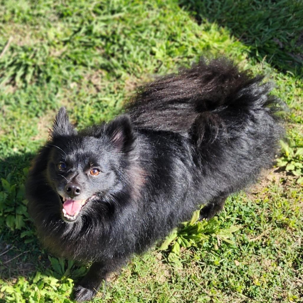 Enlarge Knight, a Adoptable Pomeranian in Denison, TX image 2/6