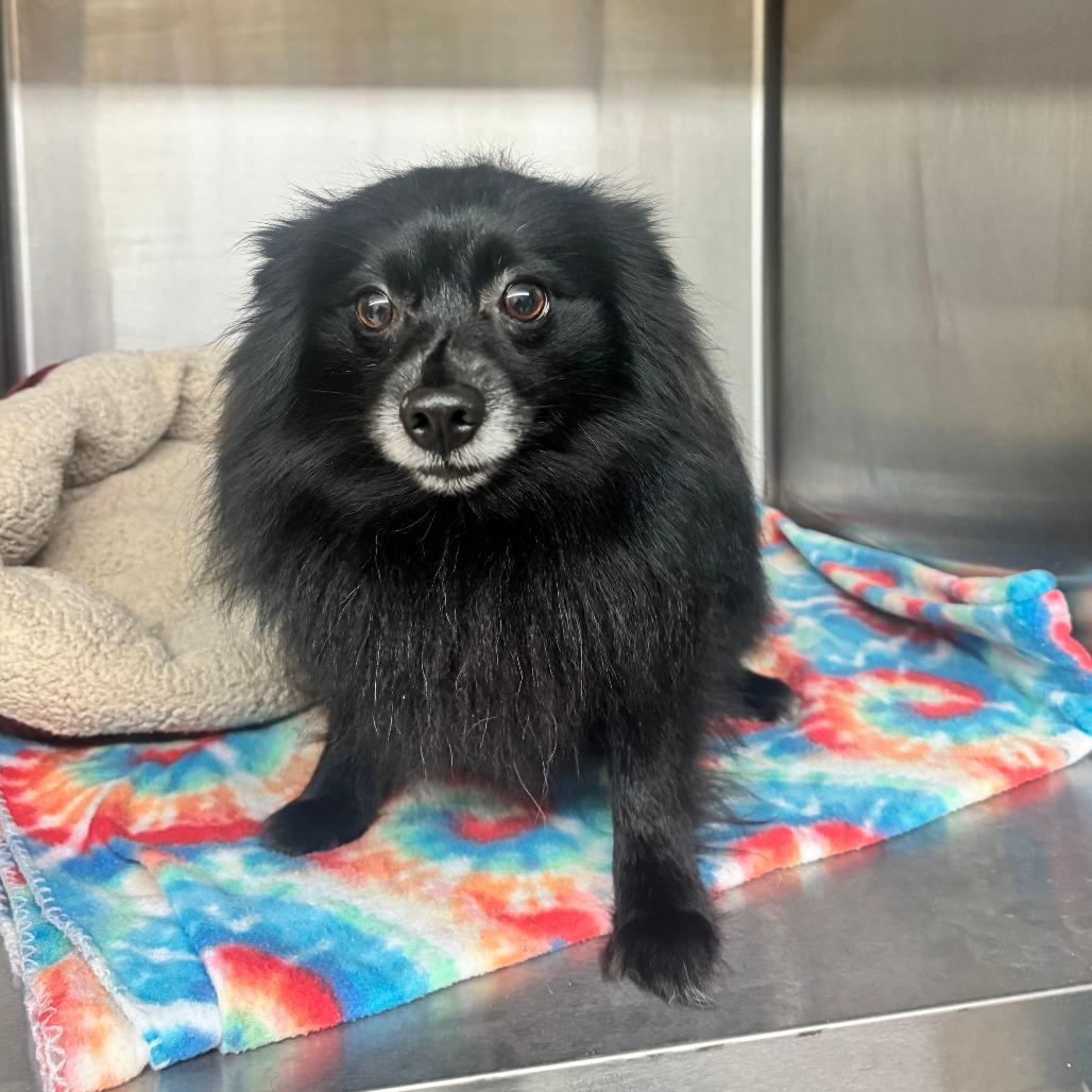 Enlarge Knight, a Adoptable Pomeranian in Denison, TX image 3/6