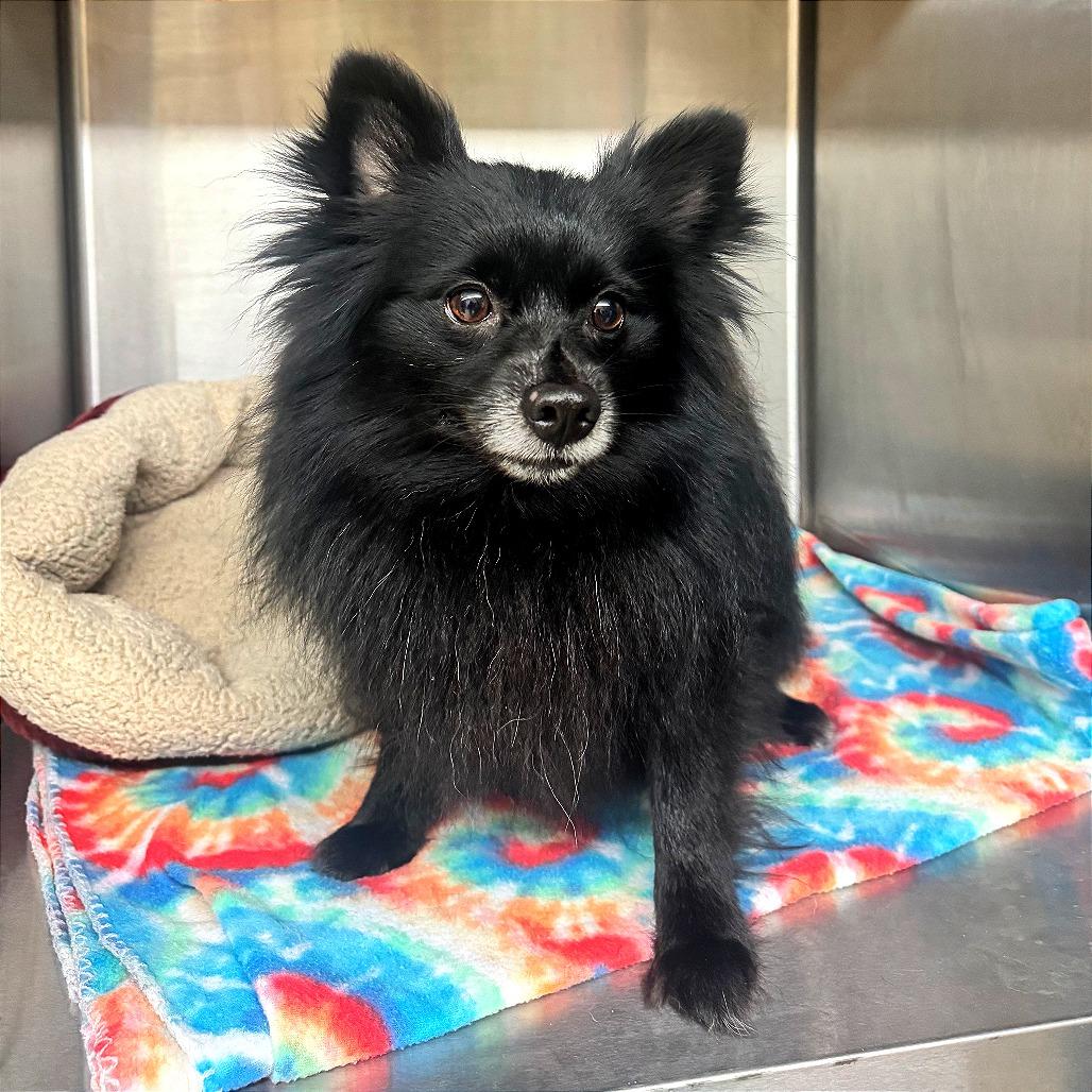 Enlarge Knight, a Adoptable Pomeranian in Denison, TX image 4/6