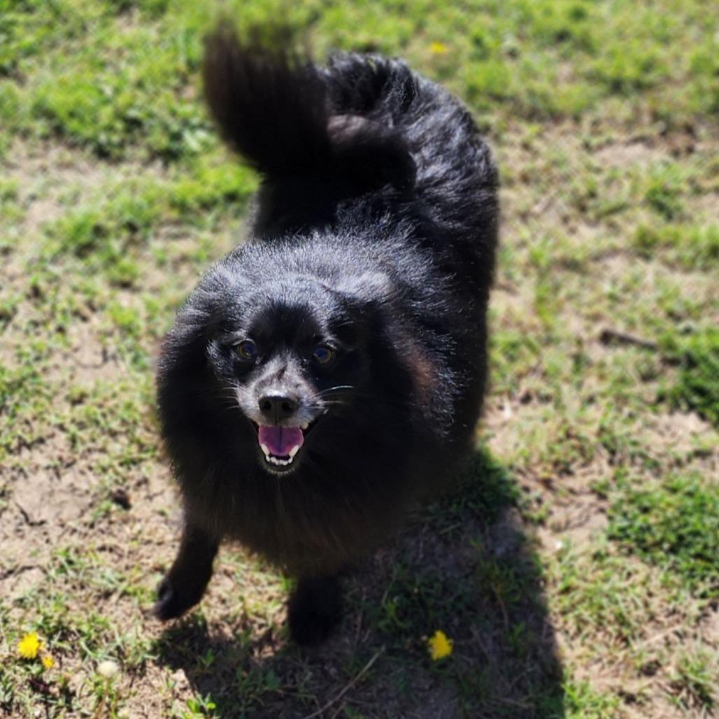 Enlarge Knight, a Adoptable Pomeranian in Denison, TX image 5/6