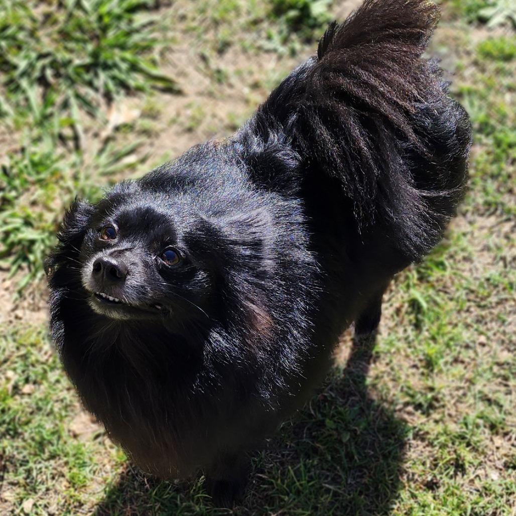 Enlarge Knight, a Adoptable Pomeranian in Denison, TX image 6/6