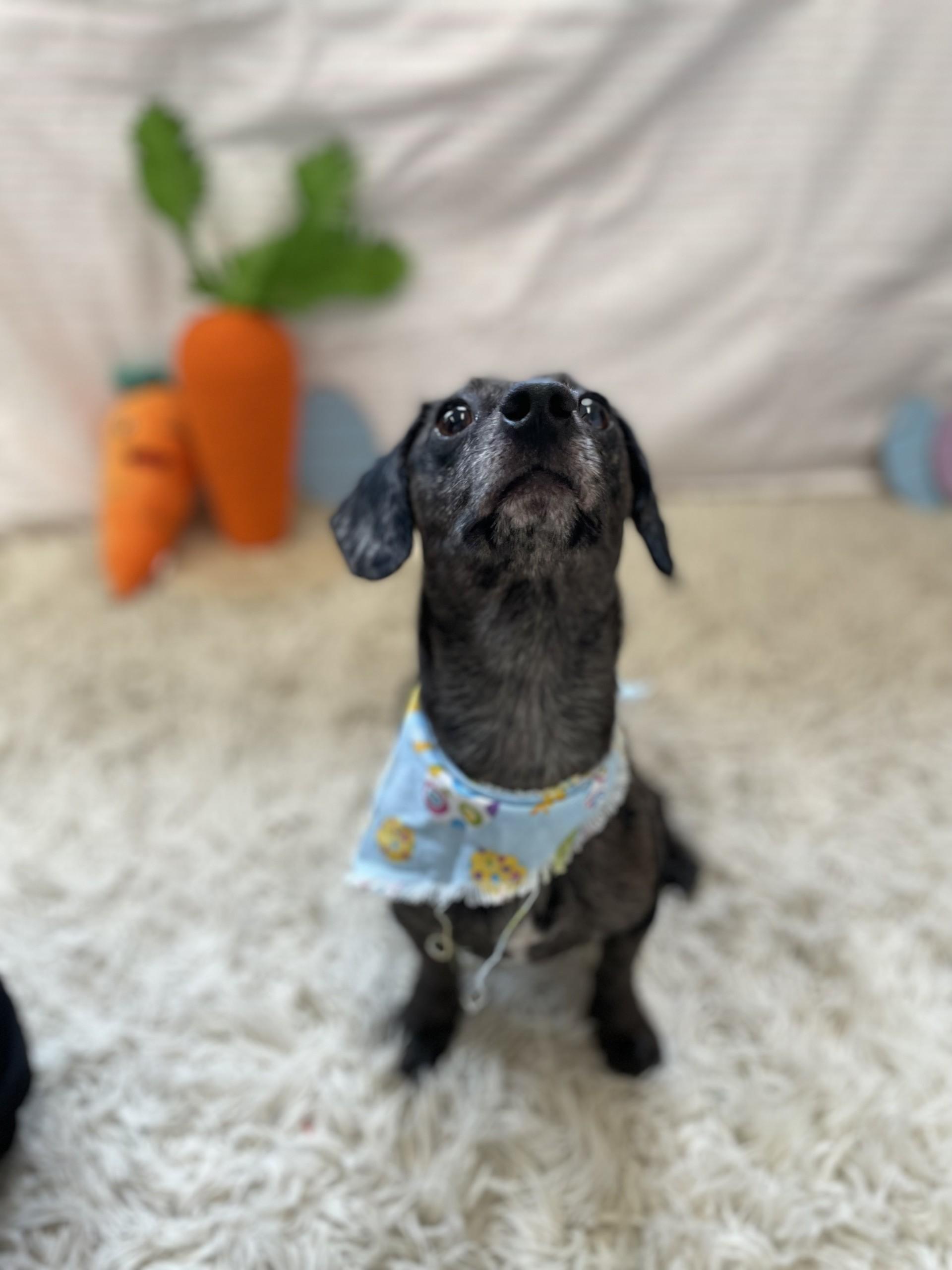 Ellowyn, adopted, Adult Female Dachshund.