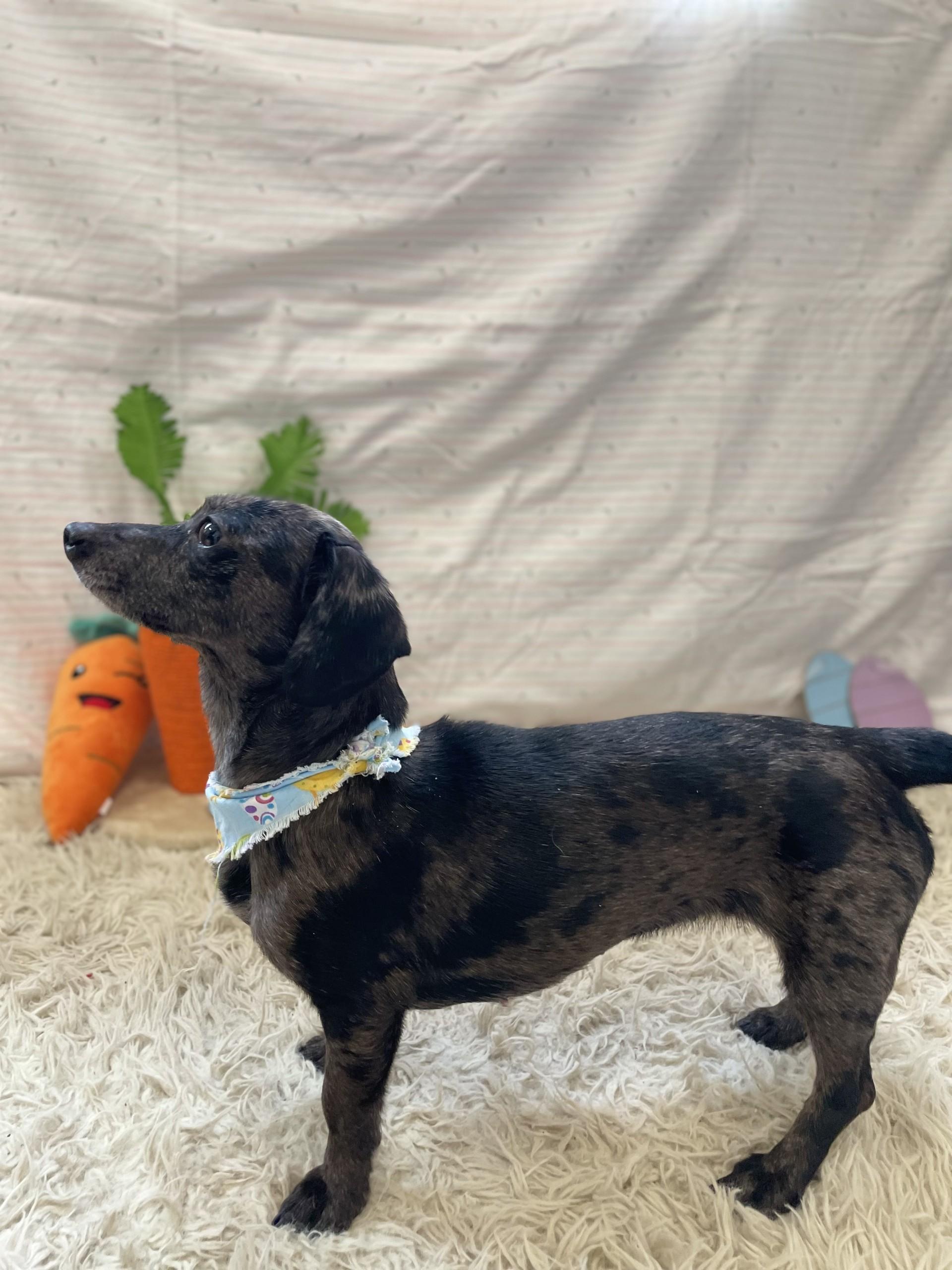 Enlarge Ellowyn, an adopted mixed breed in Upper Sandusky, OH image 2/4