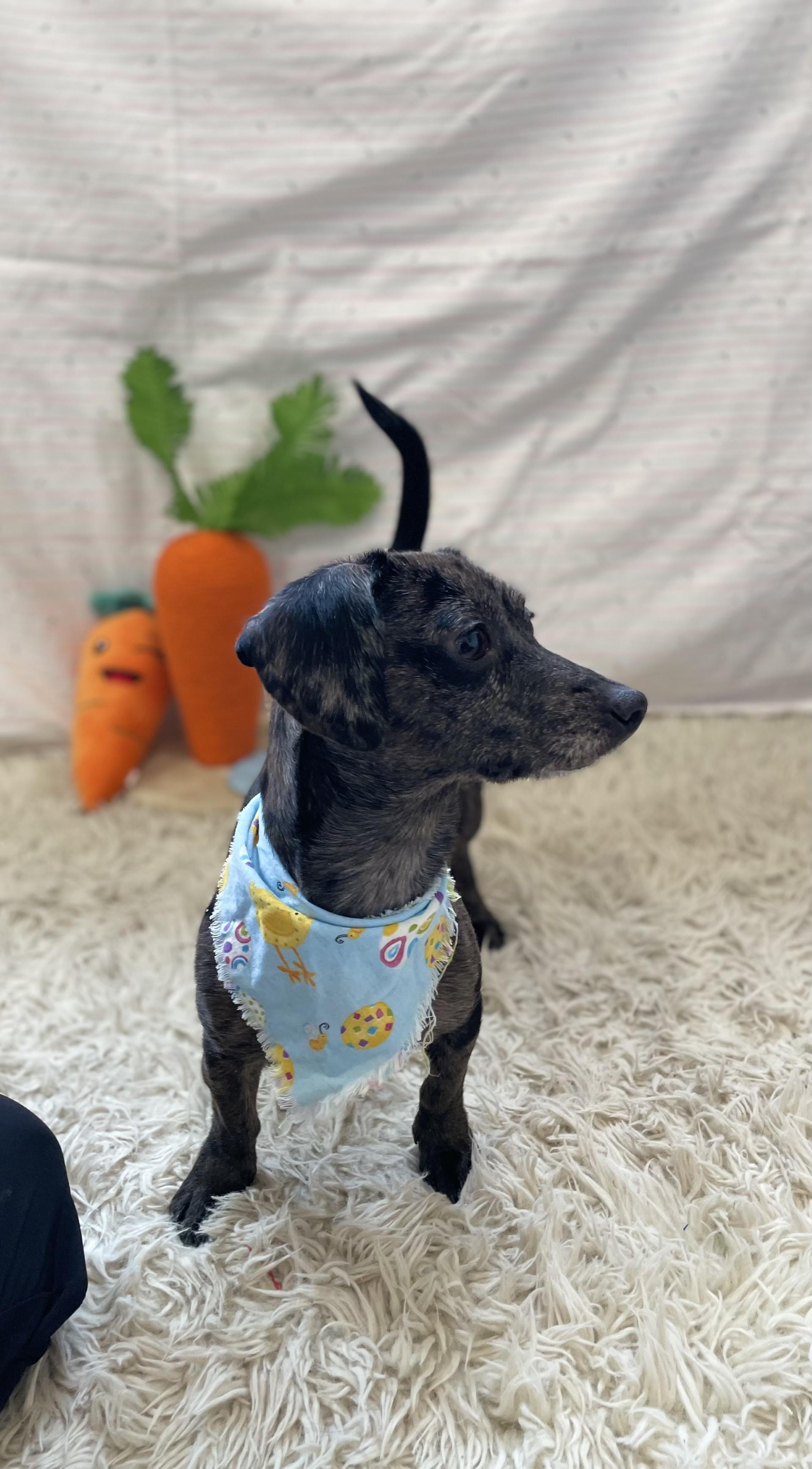 Enlarge Ellowyn, an adopted mixed breed in Upper Sandusky, OH image 3/4