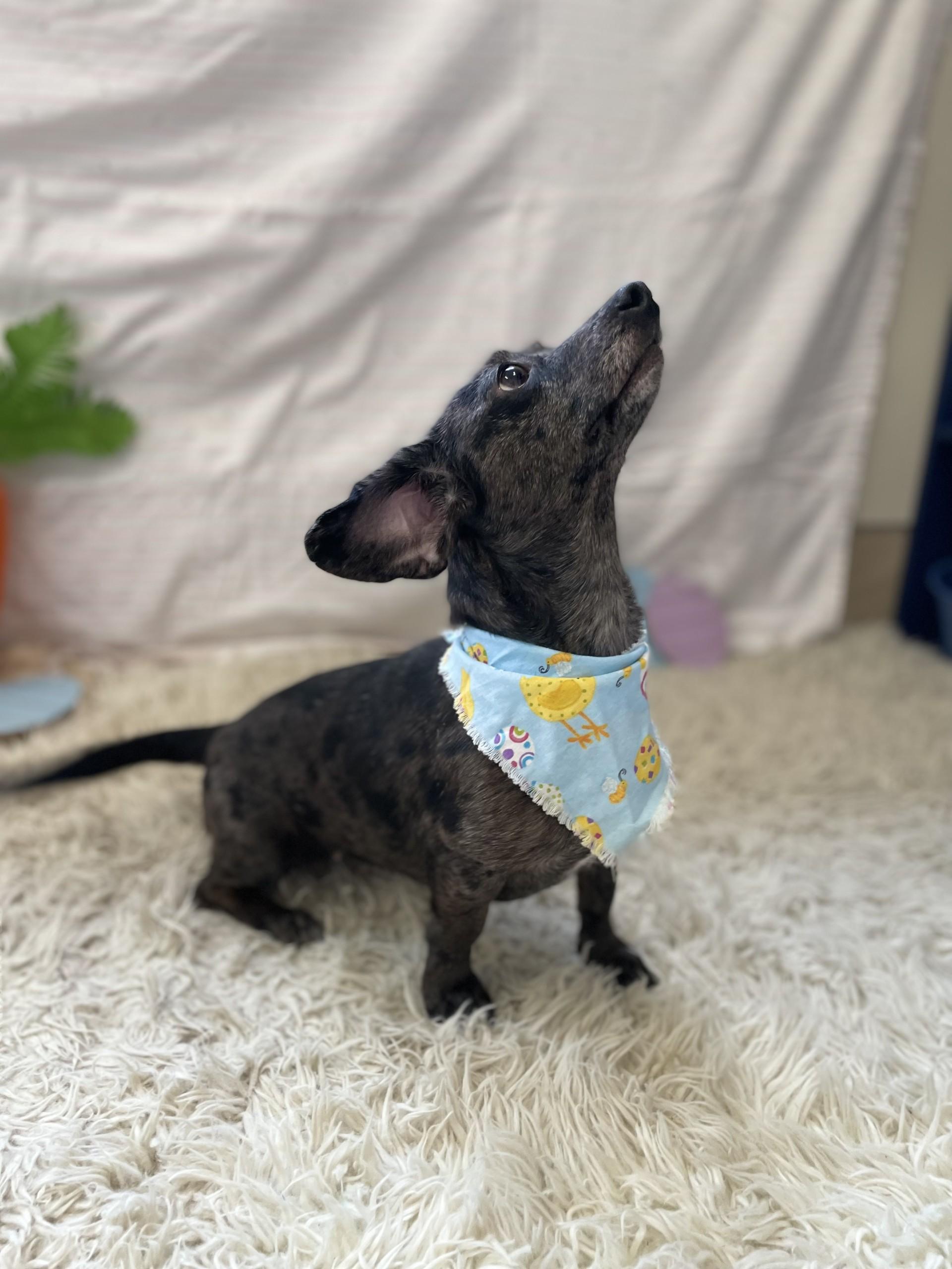 Enlarge Ellowyn, an adopted mixed breed in Upper Sandusky, OH image 4/4