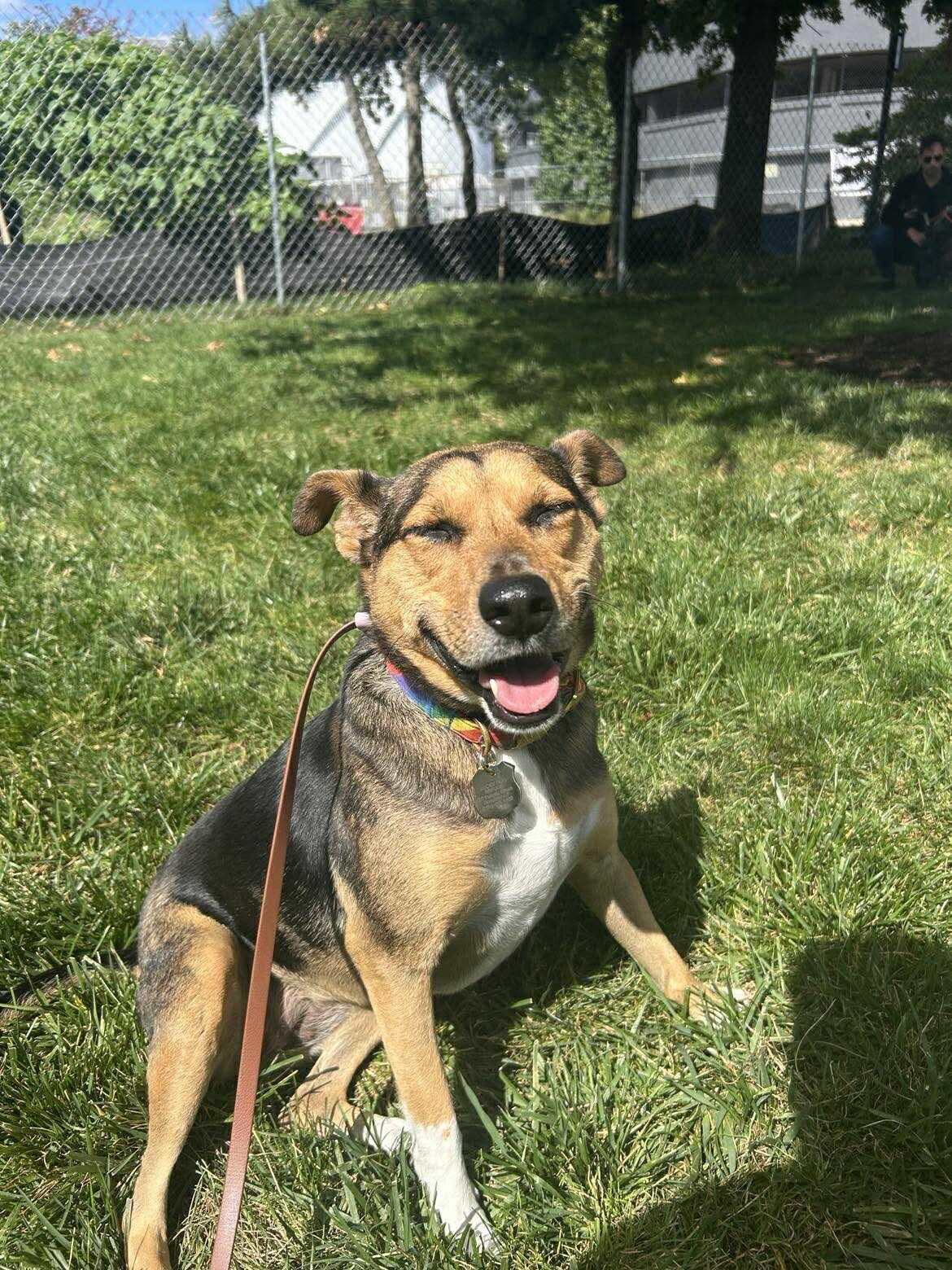 Bridget, Adoptable, Adult Female Mixed Breed.