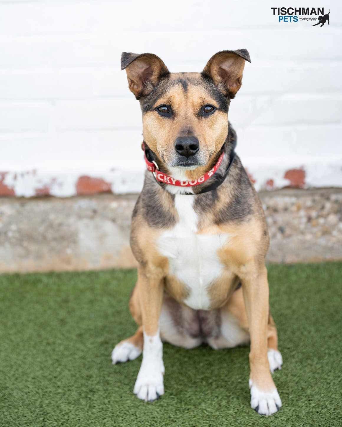 Enlarge Bridget, a Adoptable mixed breed in Stamford, CT image 2/6