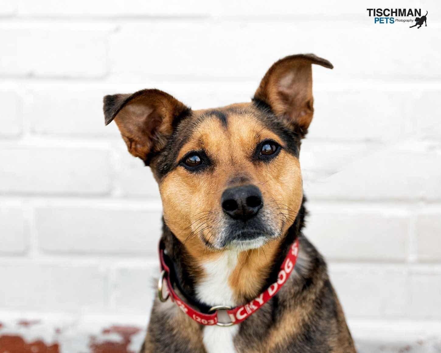 Enlarge Bridget, a Adoptable mixed breed in Stamford, CT image 3/6