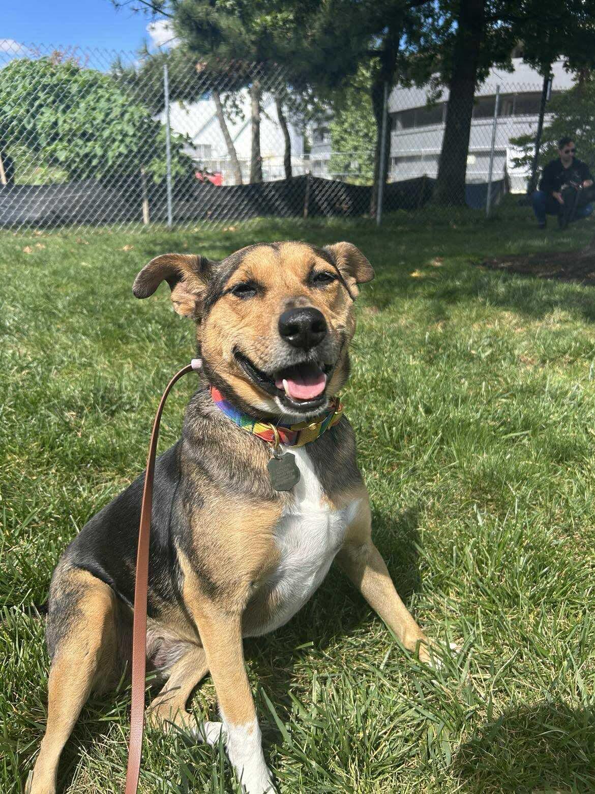 Enlarge Bridget, a Adoptable mixed breed in Stamford, CT image 5/6