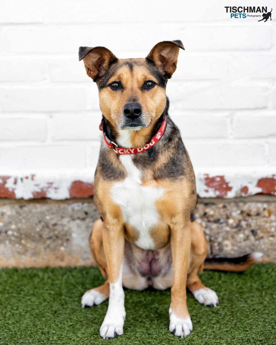 Enlarge Bridget, a Adoptable mixed breed in Stamford, CT image 6/6