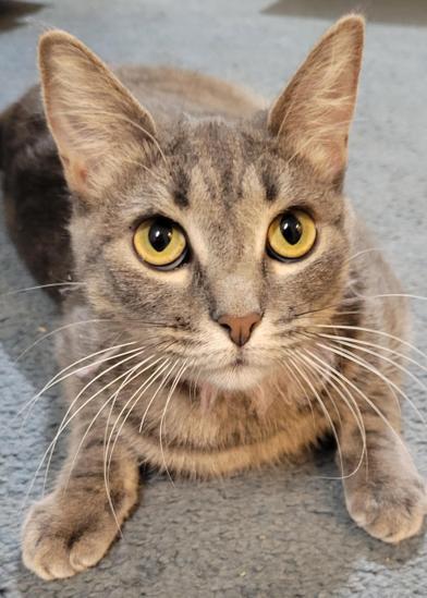 Sassy — thumbnail 3