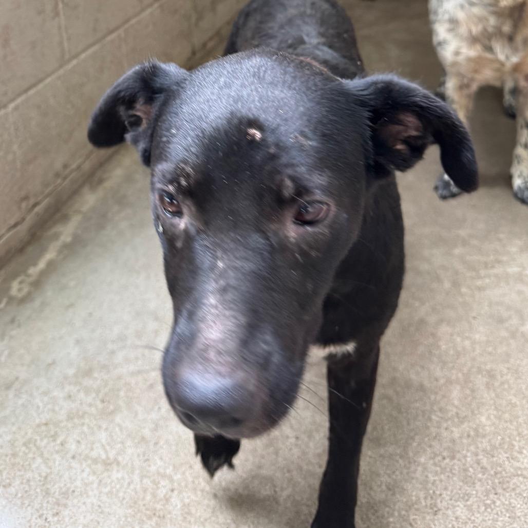 Annabelle, Adoptable, Adult Female Black Labrador Retriever & Black Labrador Retriever.