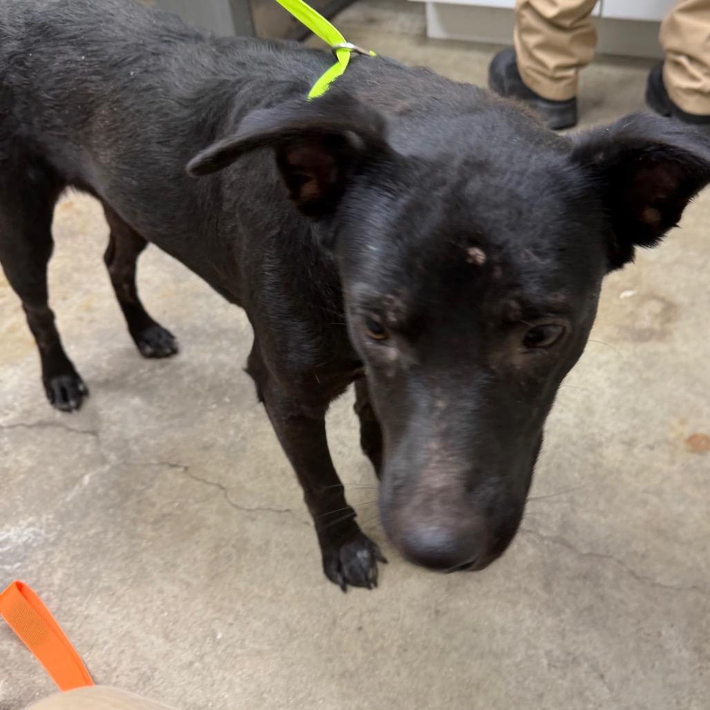 Enlarge Annabelle, a Adoptable mixed breed in Madisonville, KY image 2/6