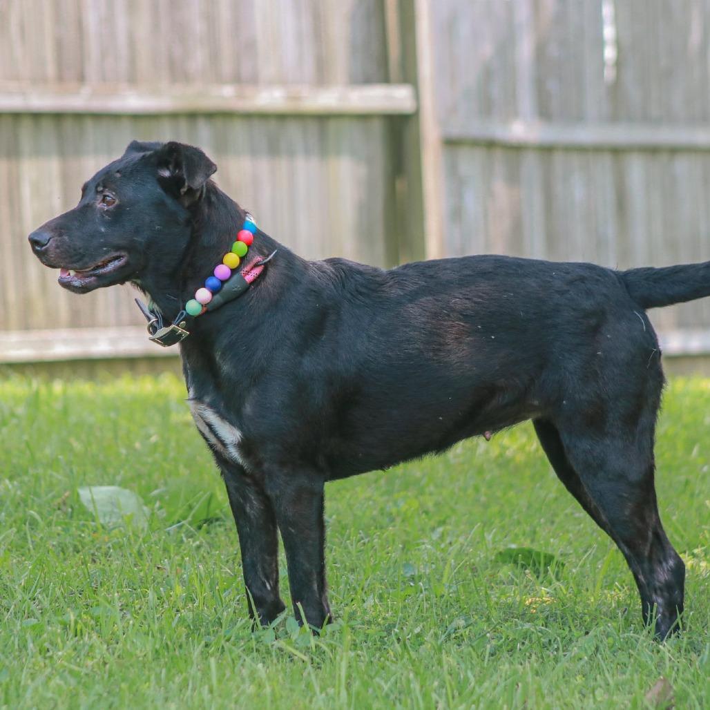 Enlarge Annabelle, a Adoptable mixed breed in Madisonville, KY image 3/6