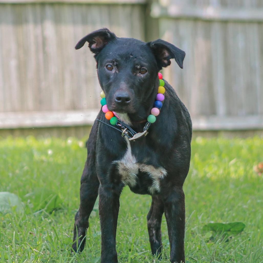 Enlarge Annabelle, a Adoptable mixed breed in Madisonville, KY image 4/6