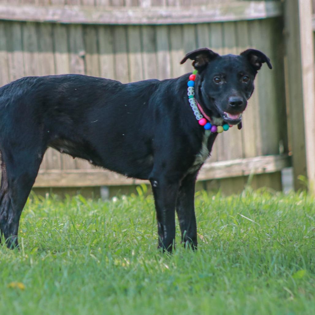 Enlarge Annabelle, a Adoptable mixed breed in Madisonville, KY image 5/6