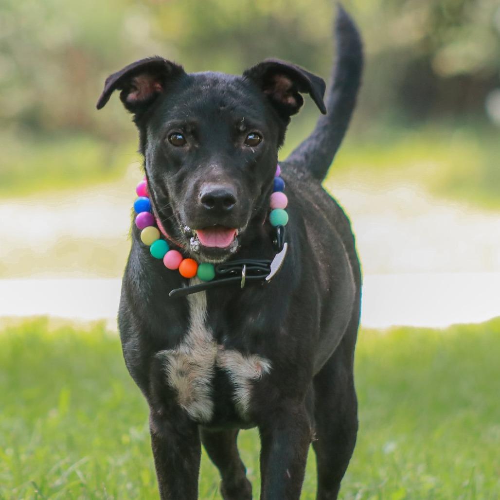 Enlarge Annabelle, a Adoptable mixed breed in Madisonville, KY image 6/6
