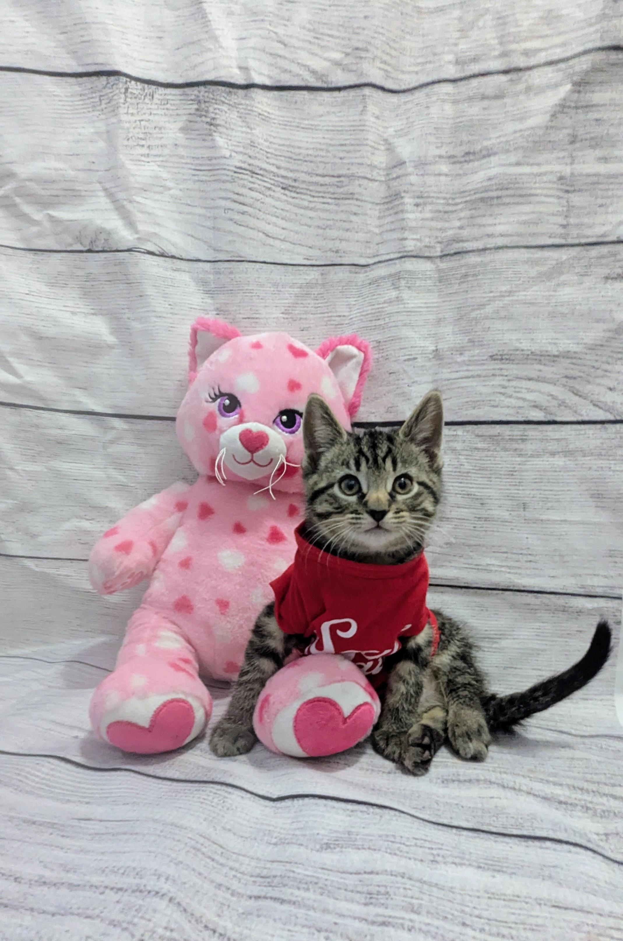 Enlarge Pancake, an adopted Domestic Short Hair in Chesapeake Beach, MD image 1/3