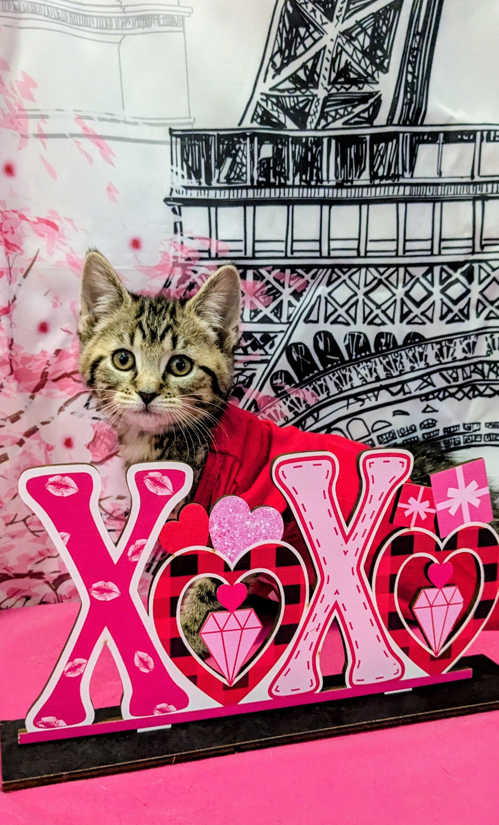 Enlarge Pancake, an adopted Domestic Short Hair in Chesapeake Beach, MD image 2/3