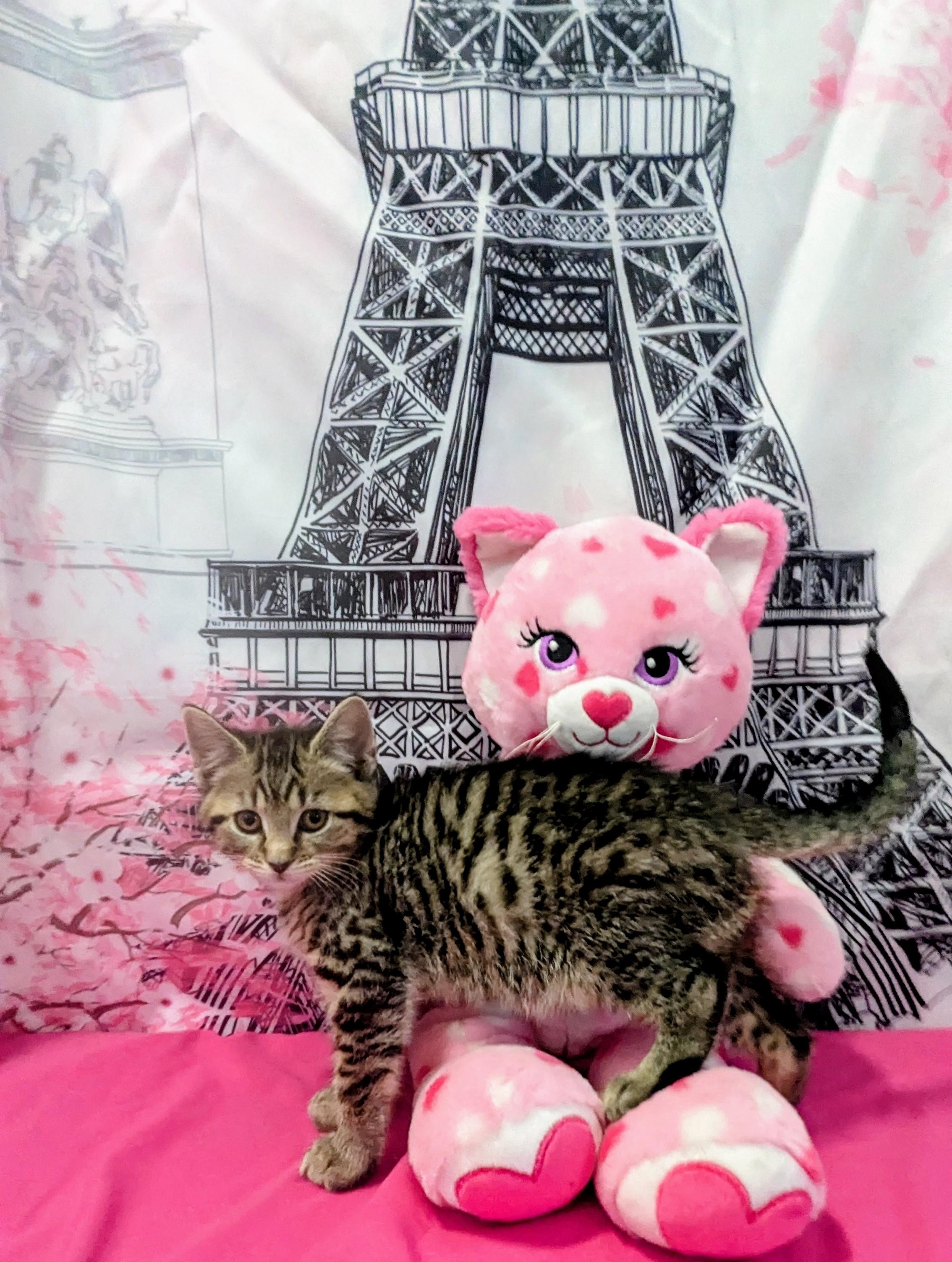 Enlarge Pancake, an adopted Domestic Short Hair in Chesapeake Beach, MD image 3/3