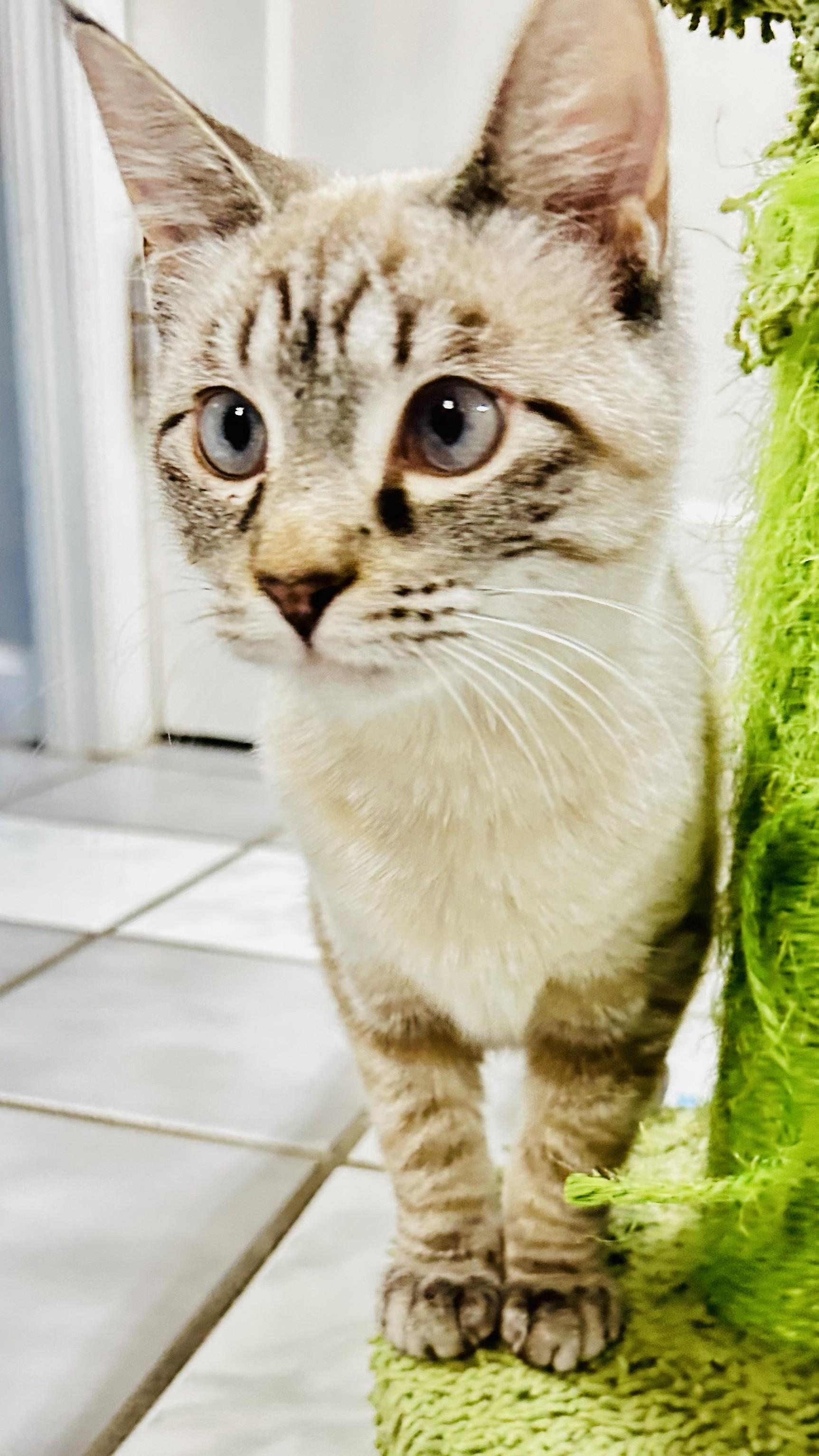 Enlarge Latte, an adopted Siamese in Crestwood, MO image 2/3