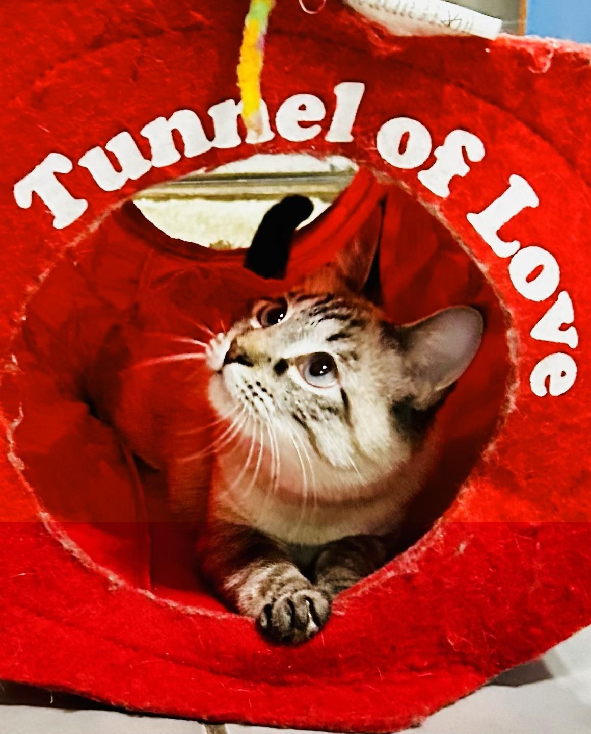 Enlarge Latte, an adopted Siamese in Crestwood, MO image 3/3