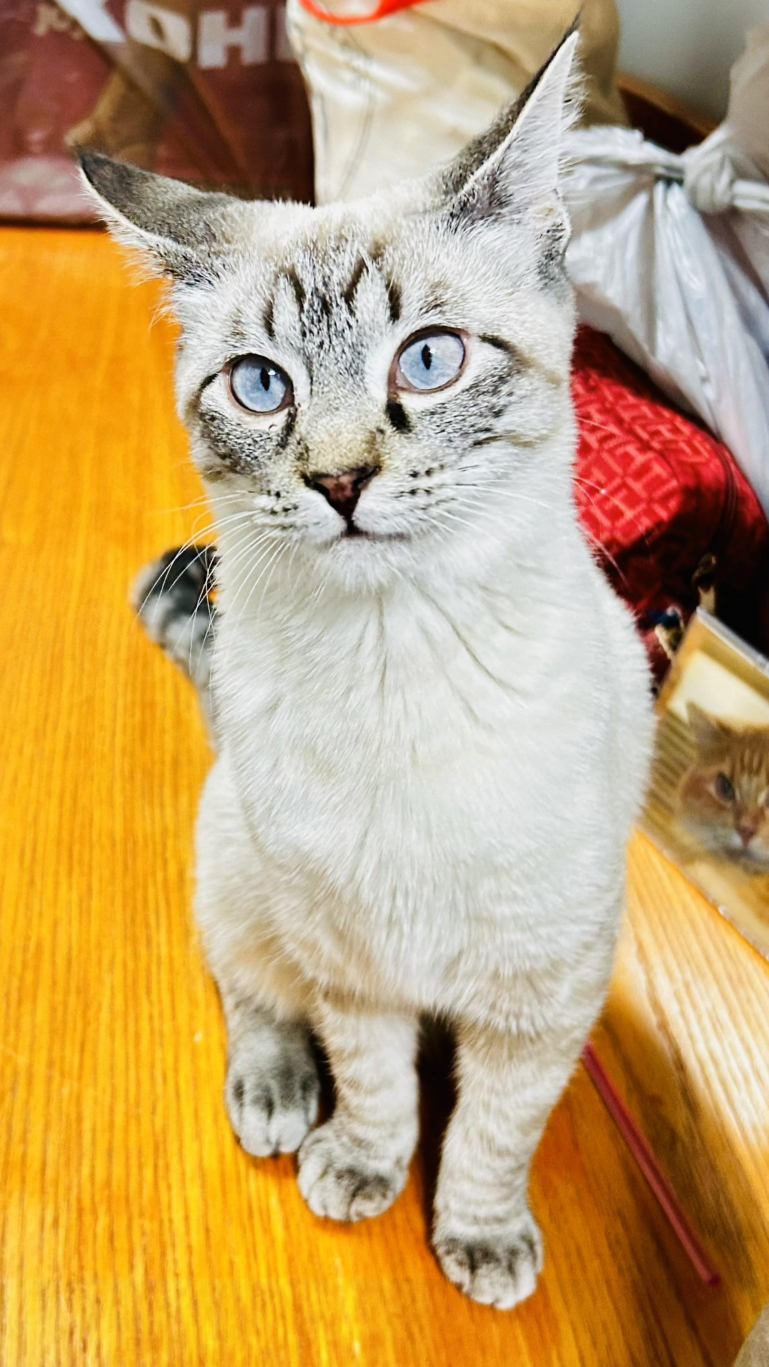 Enlarge Latte, an adopted Siamese in Crestwood, MO image 1/3