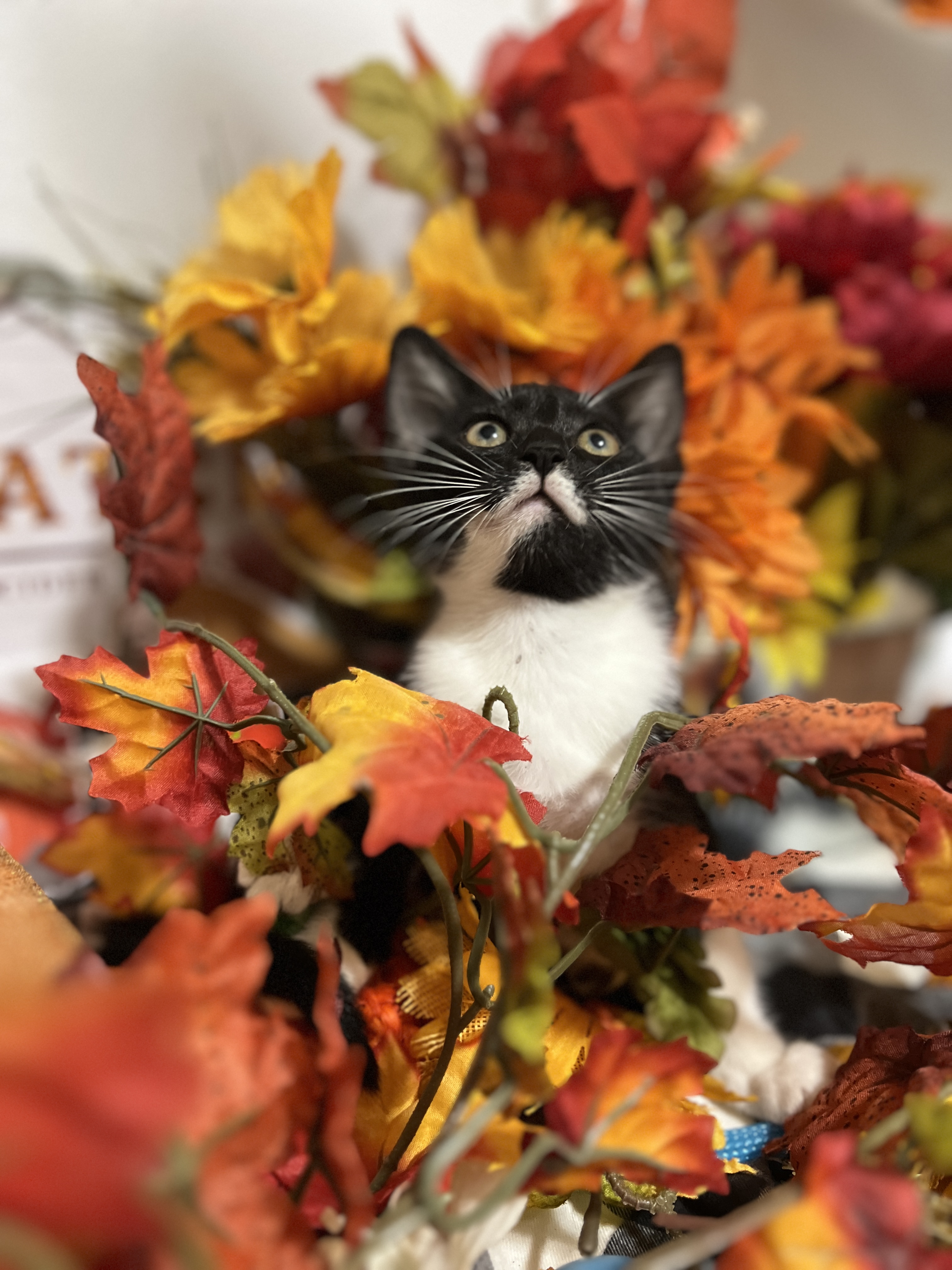 Cat for adoption Flair, a Domestic Short Hair in Hagerstown , MD