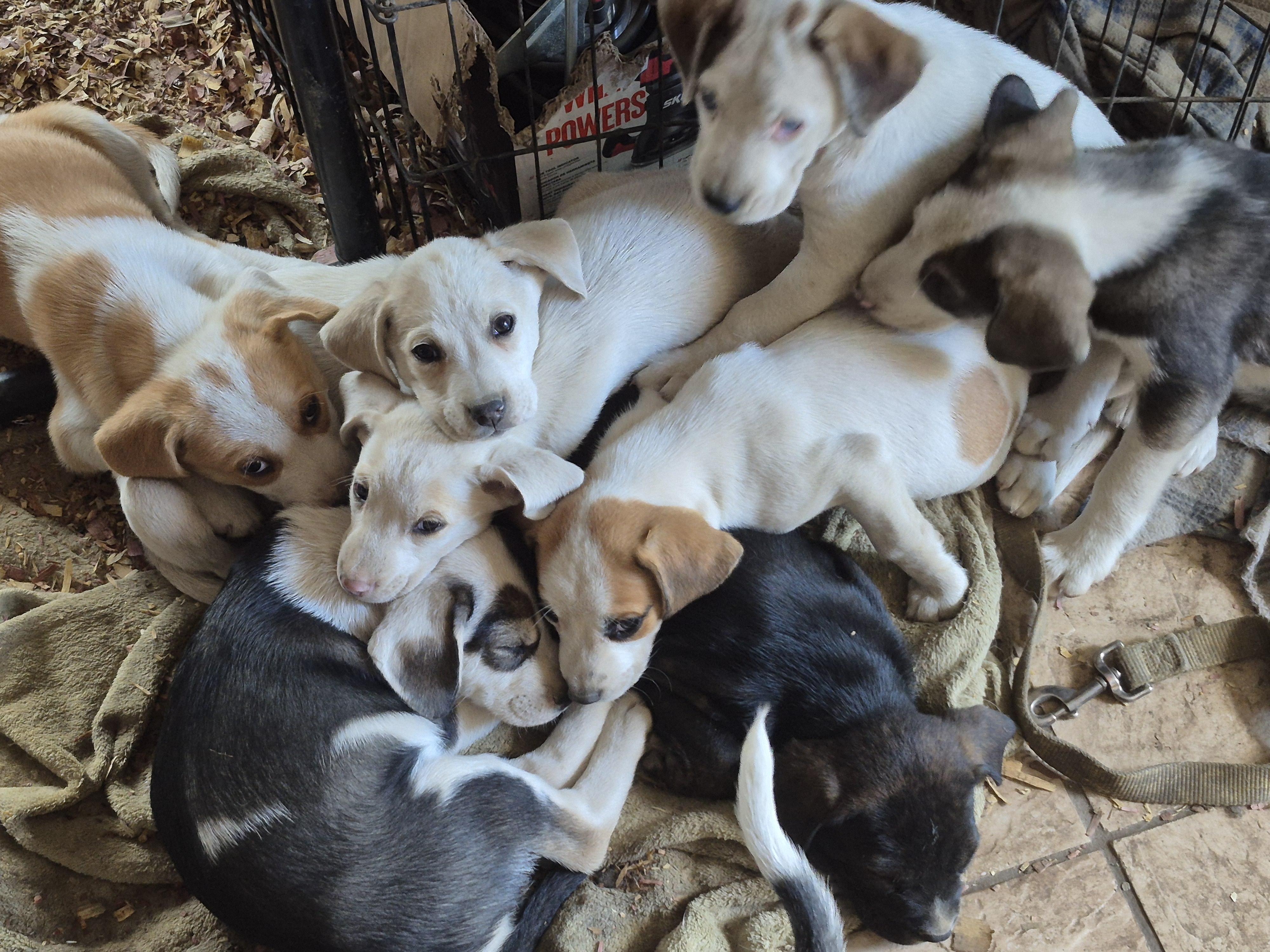The Paws Squad puppies