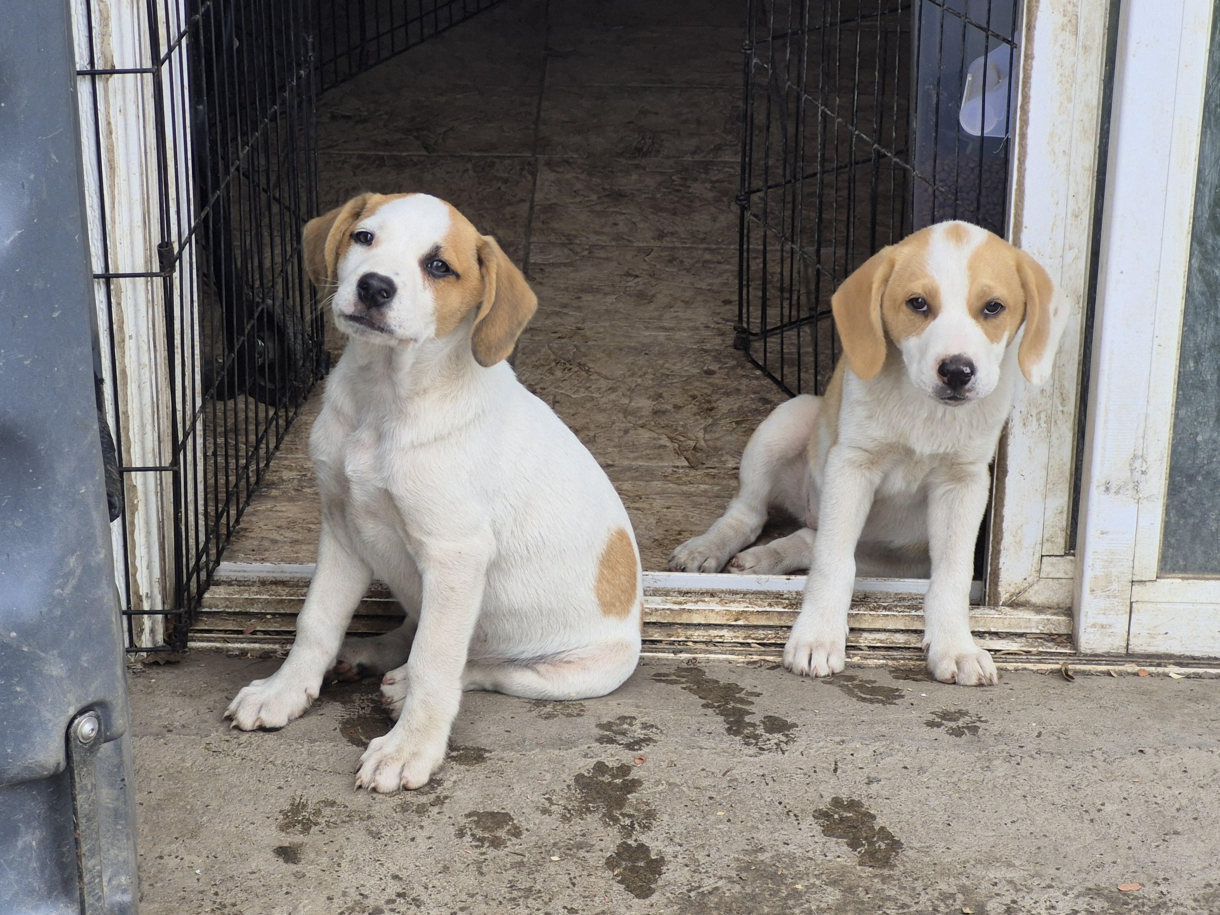 Milo and Karma,The Paws Squad Pups, adopted, Puppy Male Boxer & Mountain Cur.
