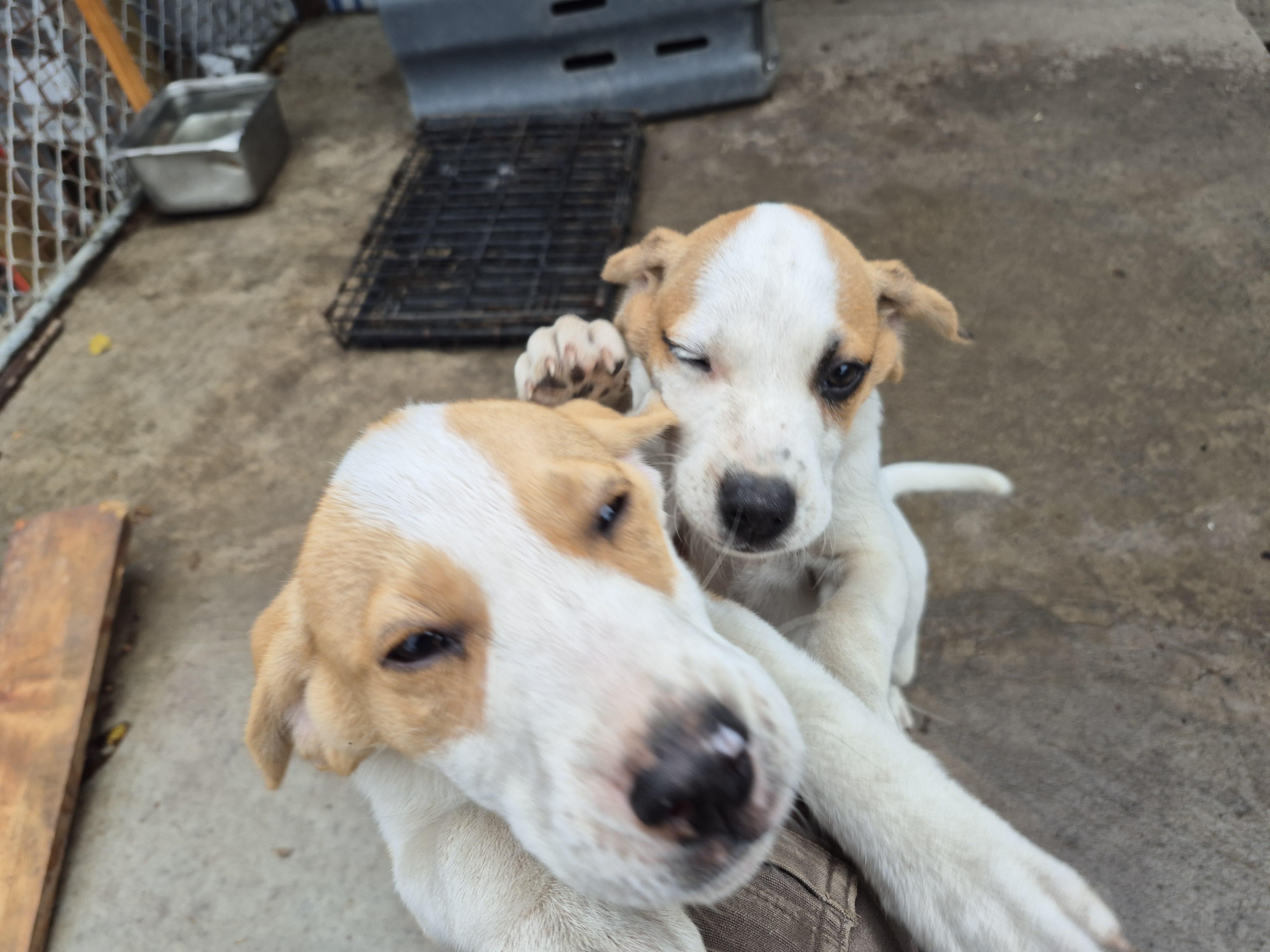 Milo and Karma,The Paws Squad Pups, a Adoptable mixed breed in Plum, PA image 2/6