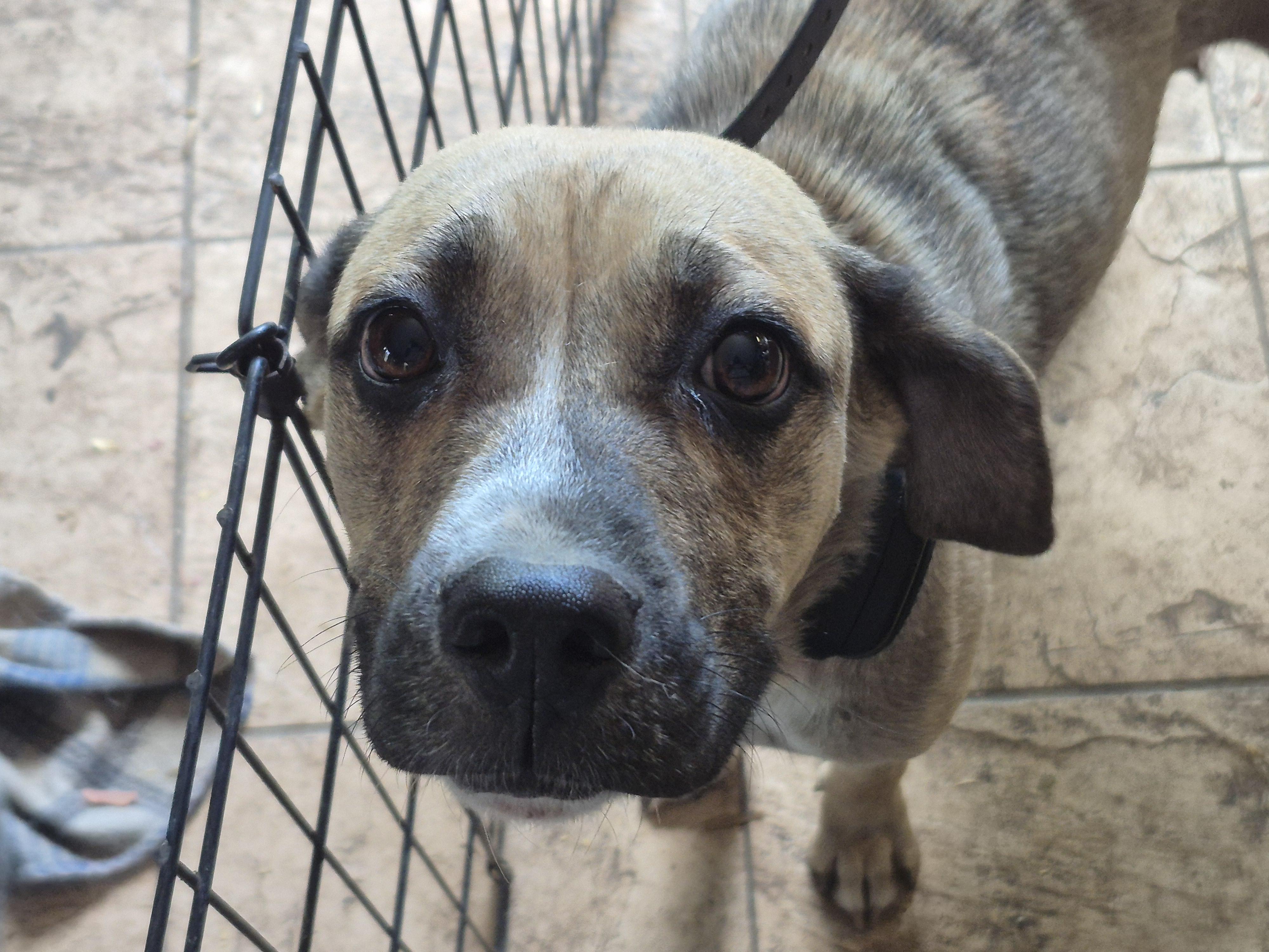 Milo and Karma,The Paws Squad Pups, a Adoptable mixed breed in Plum, PA image 3/6
