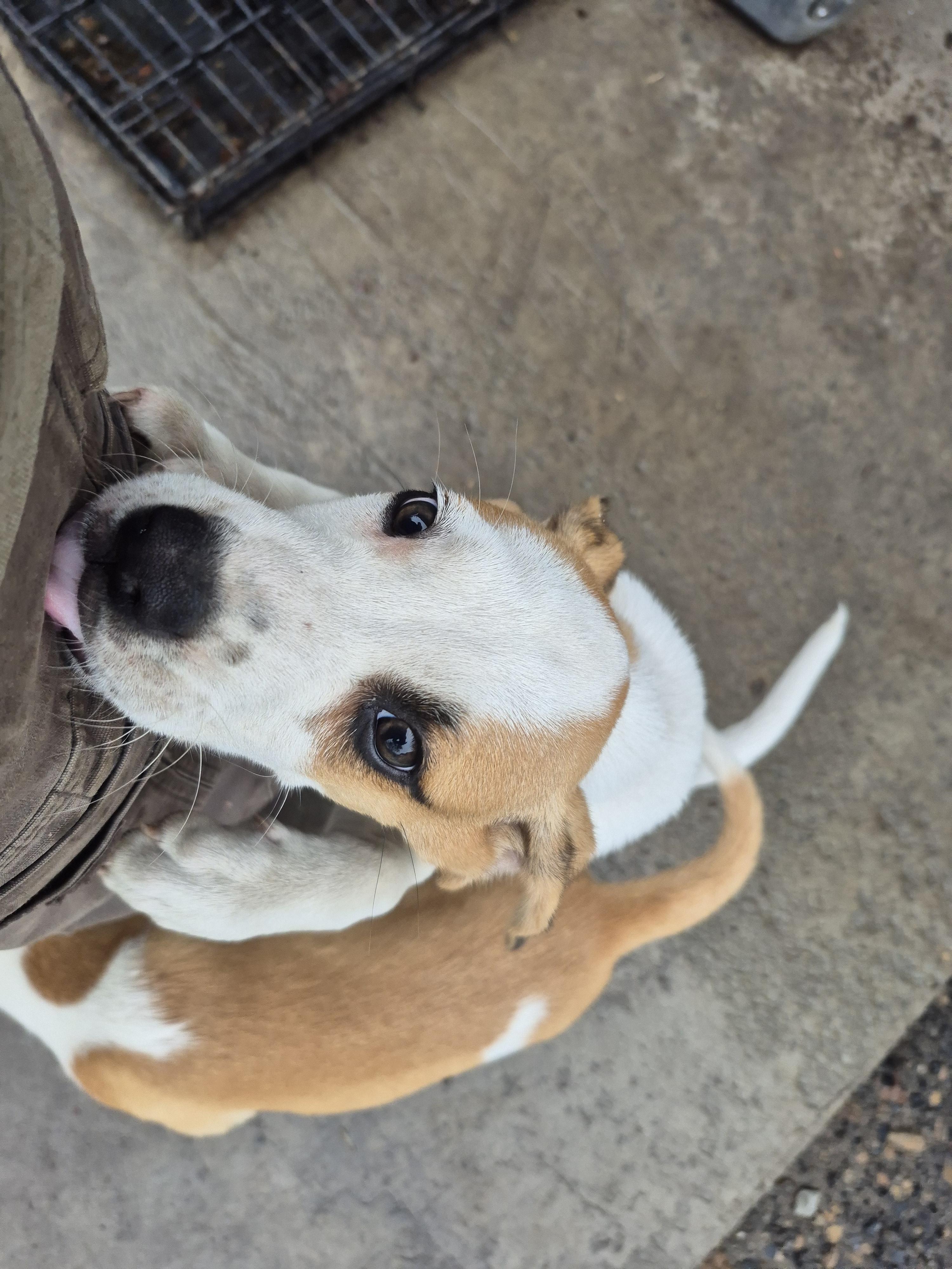 Milo and Karma,The Paws Squad Pups, a Adoptable mixed breed in Plum, PA image 5/6