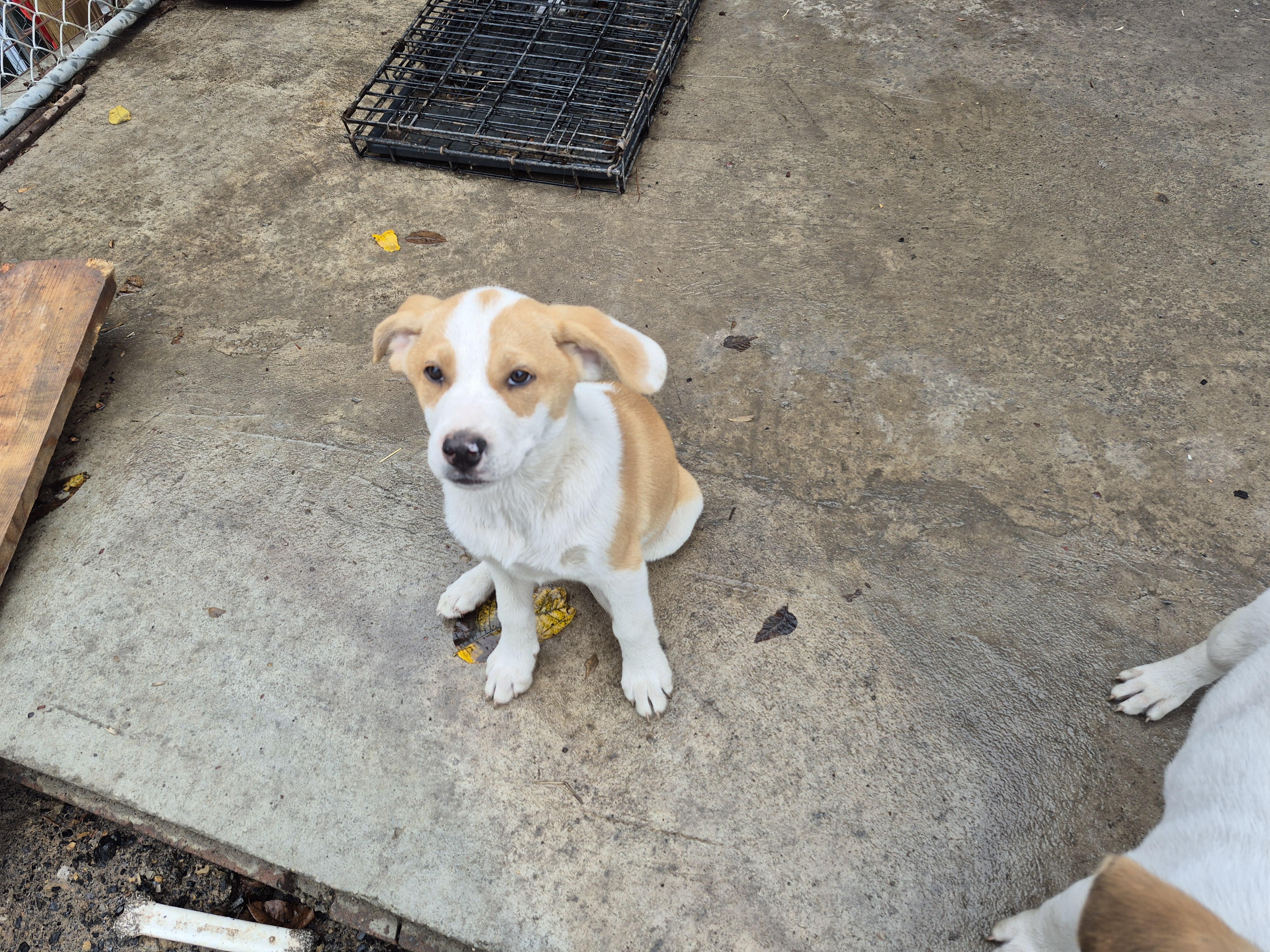 Milo and Karma,The Paws Squad Pups, a Adoptable mixed breed in Plum, PA image 6/6