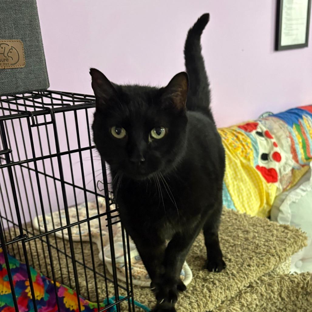 Enlarge Claim Jumper Josephine, a Adoptable Domestic Short Hair in Boerne, TX image 1/6
