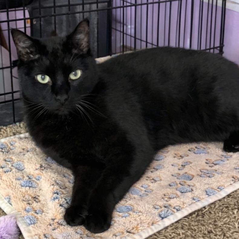 Enlarge Claim Jumper Josephine, a Adoptable Domestic Short Hair in Boerne, TX image 2/6
